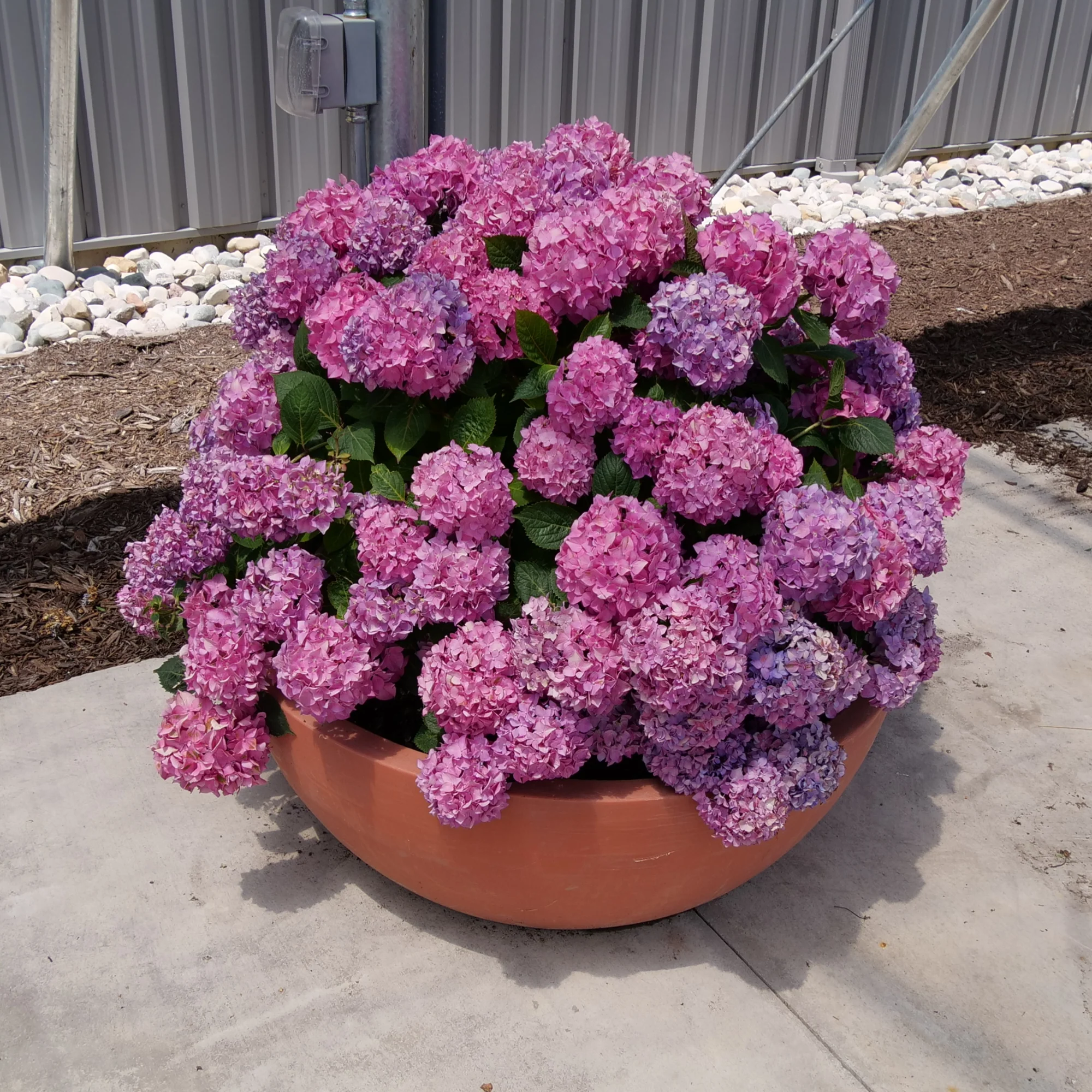 Let's Dance ¡Arriba!® Reblooming Hydrangea - Image 6