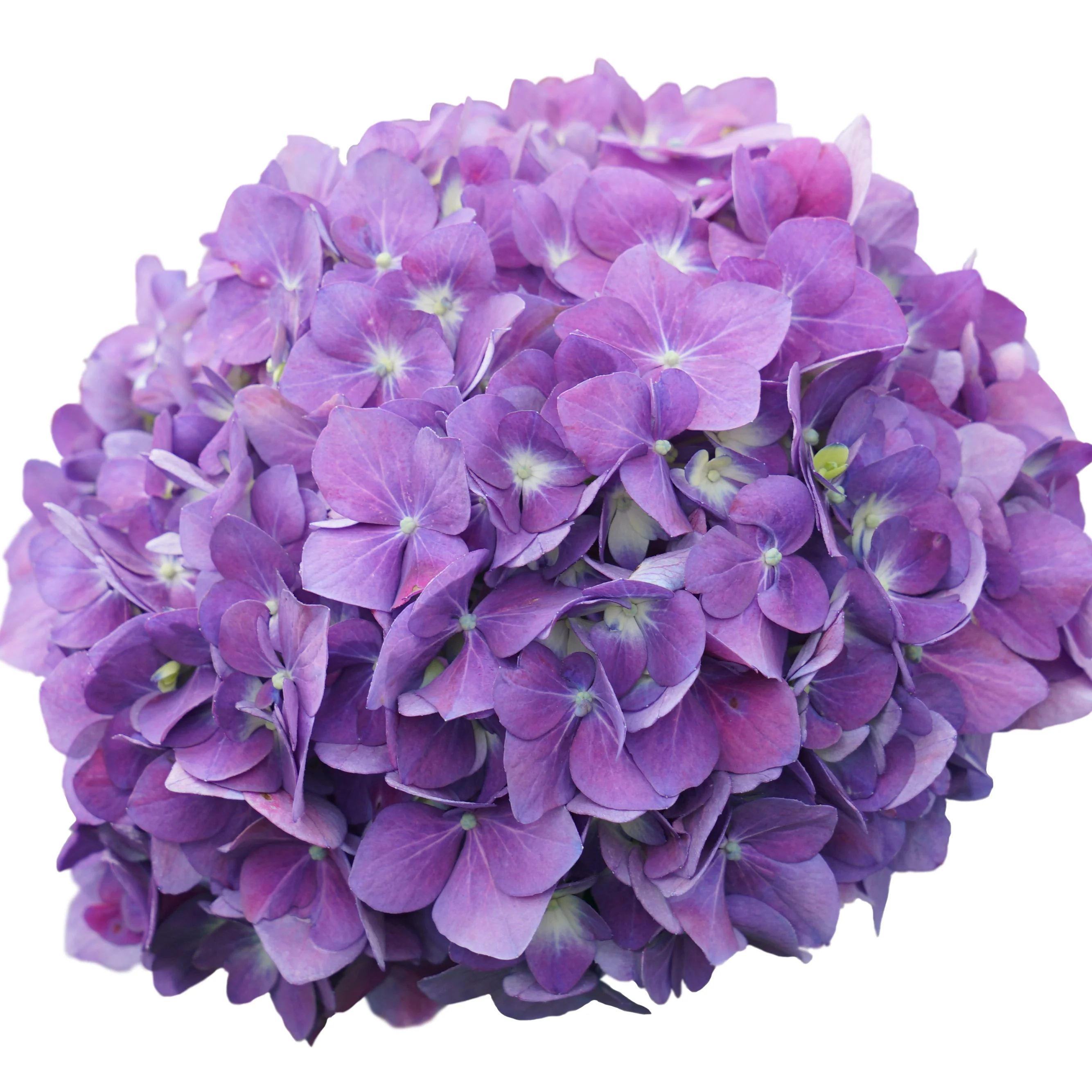 Let's Dance ¡Arriba!® Reblooming Hydrangea - Image 7