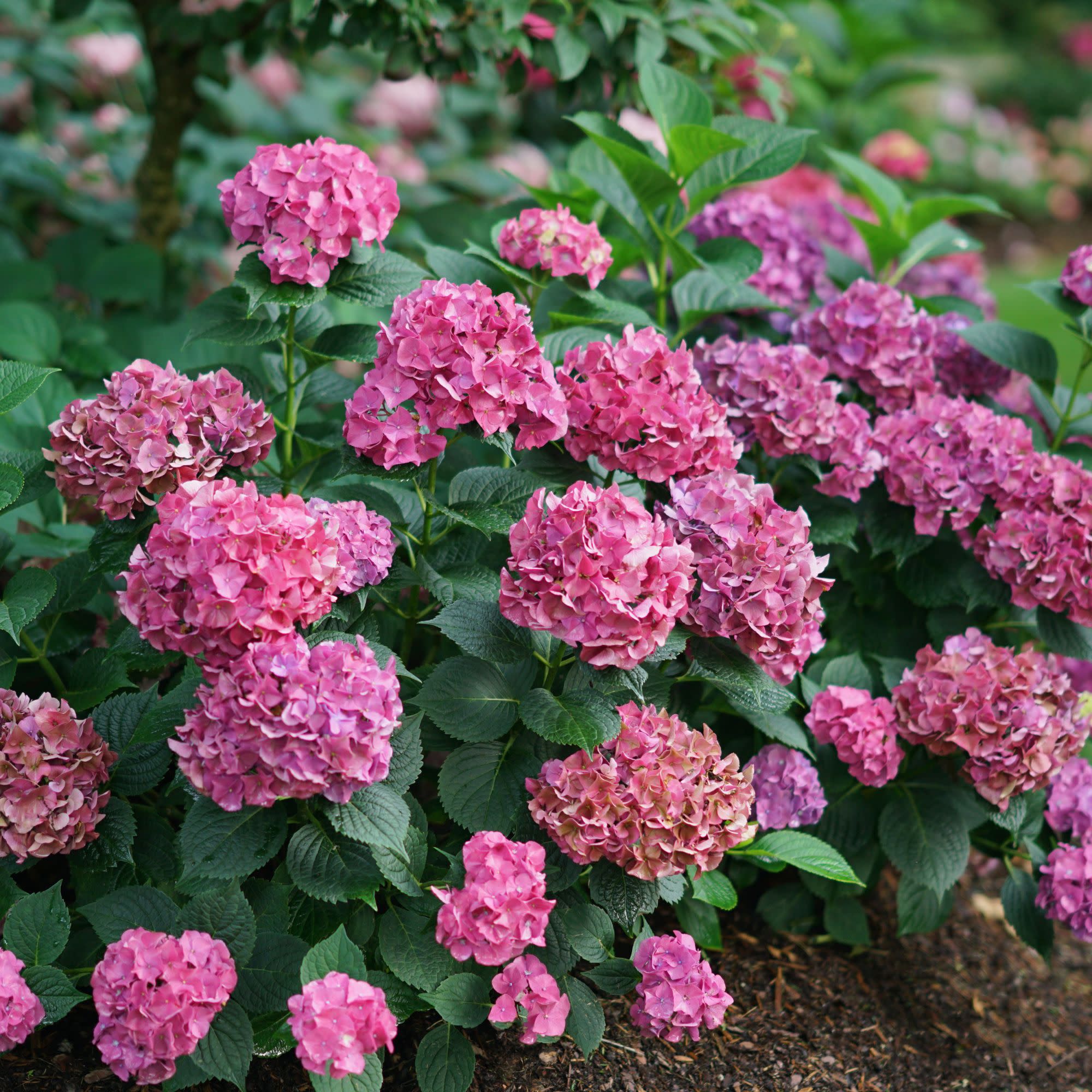 Letās Dance Big BandĀ® Reblooming Hydrangea (macrophylla)