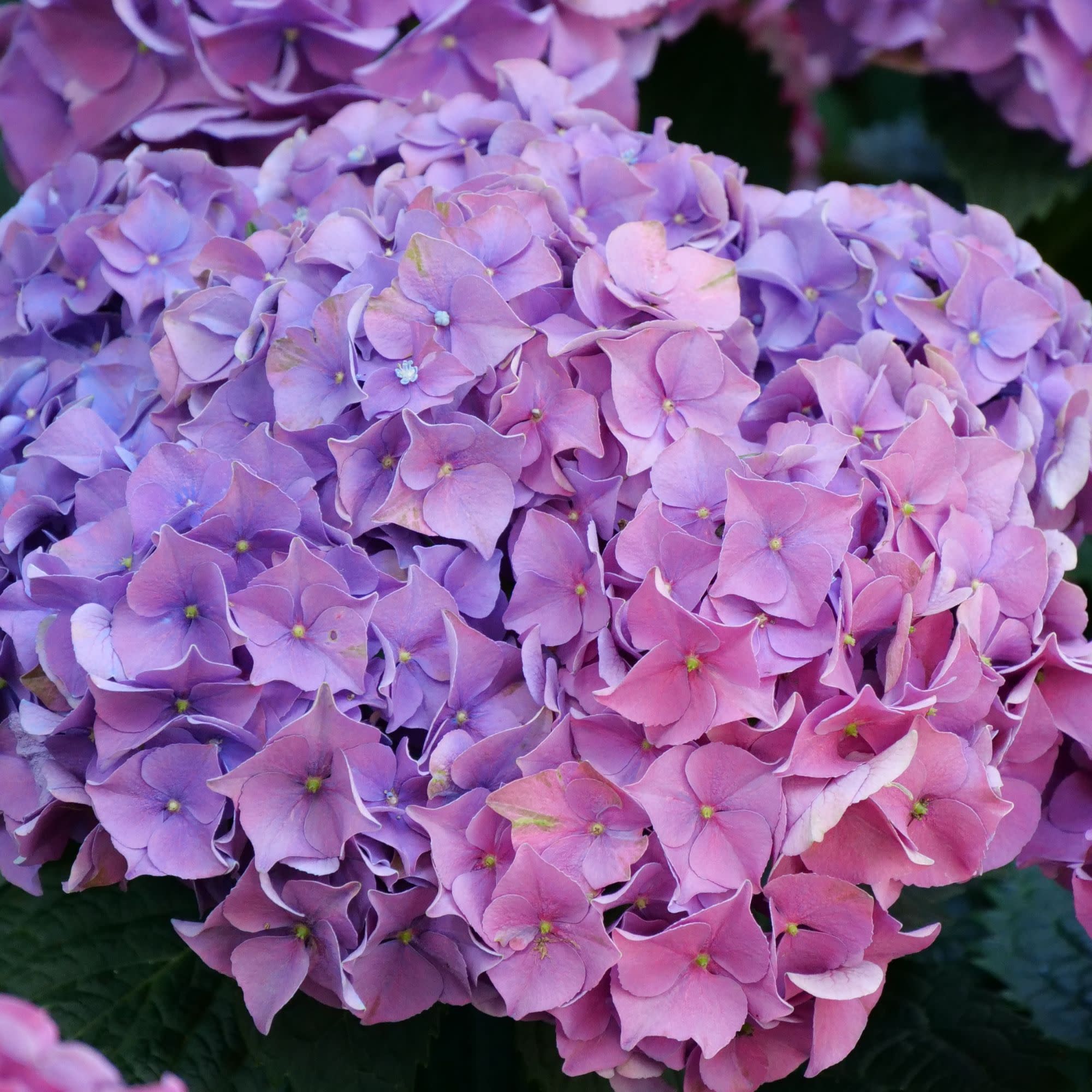 Letās Dance Big BandĀ® Reblooming Hydrangea (macrophylla) - Image 6