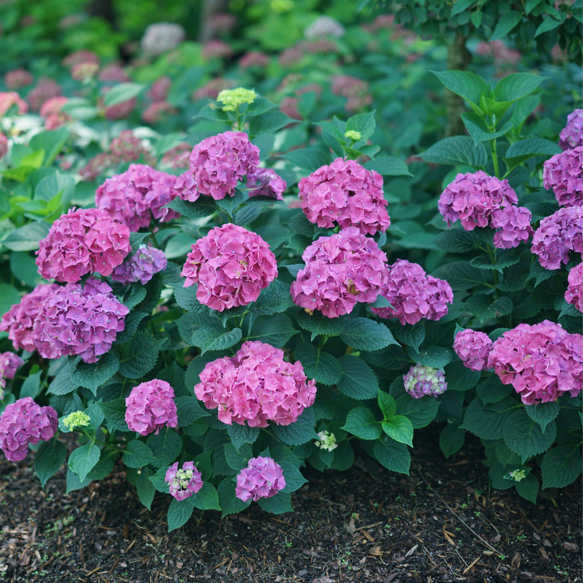 Letās Dance Big BandĀ® Reblooming Hydrangea (macrophylla) - Image 9