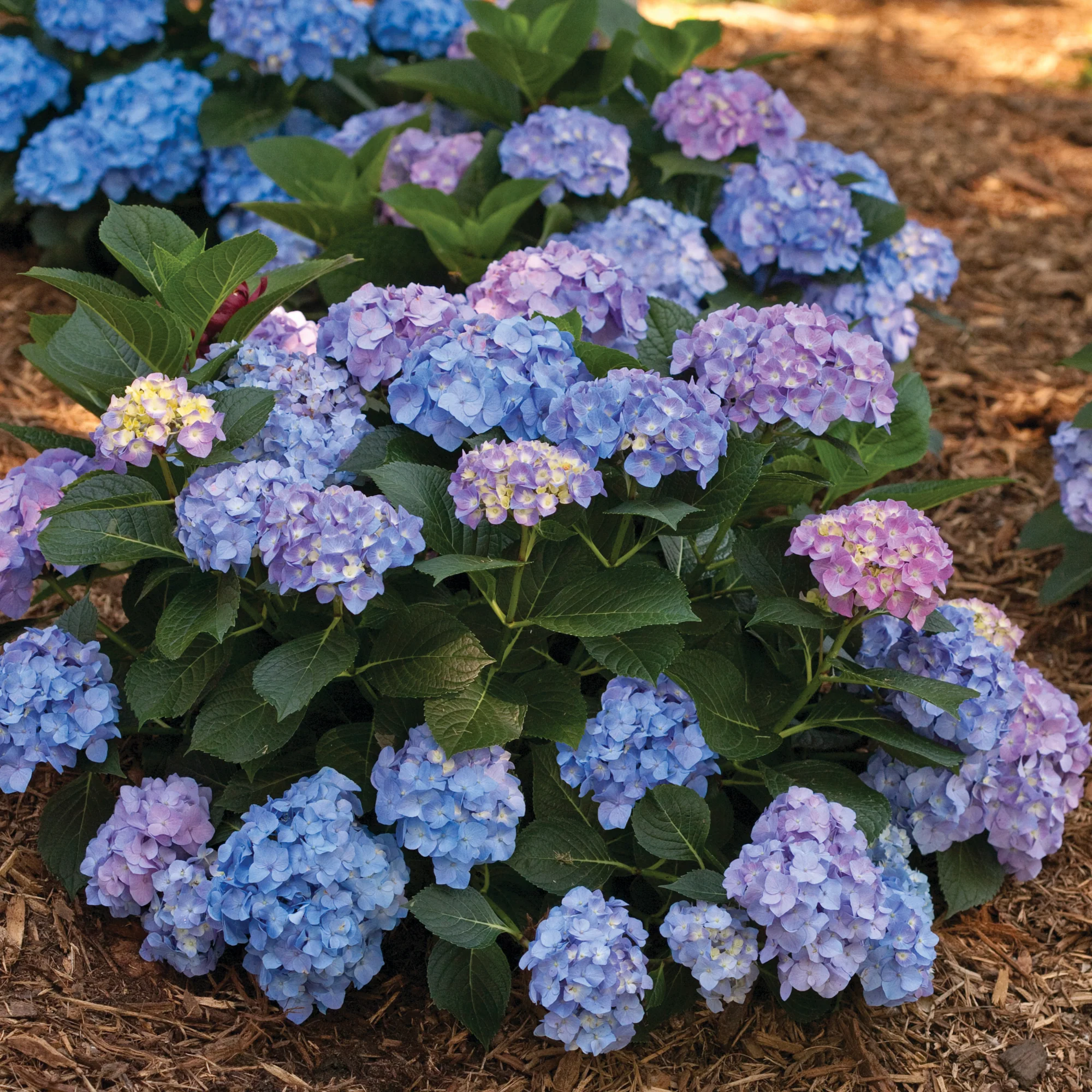 Let's Dance® Blue Jangles® Reblooming Hydrangea (macrophylla)