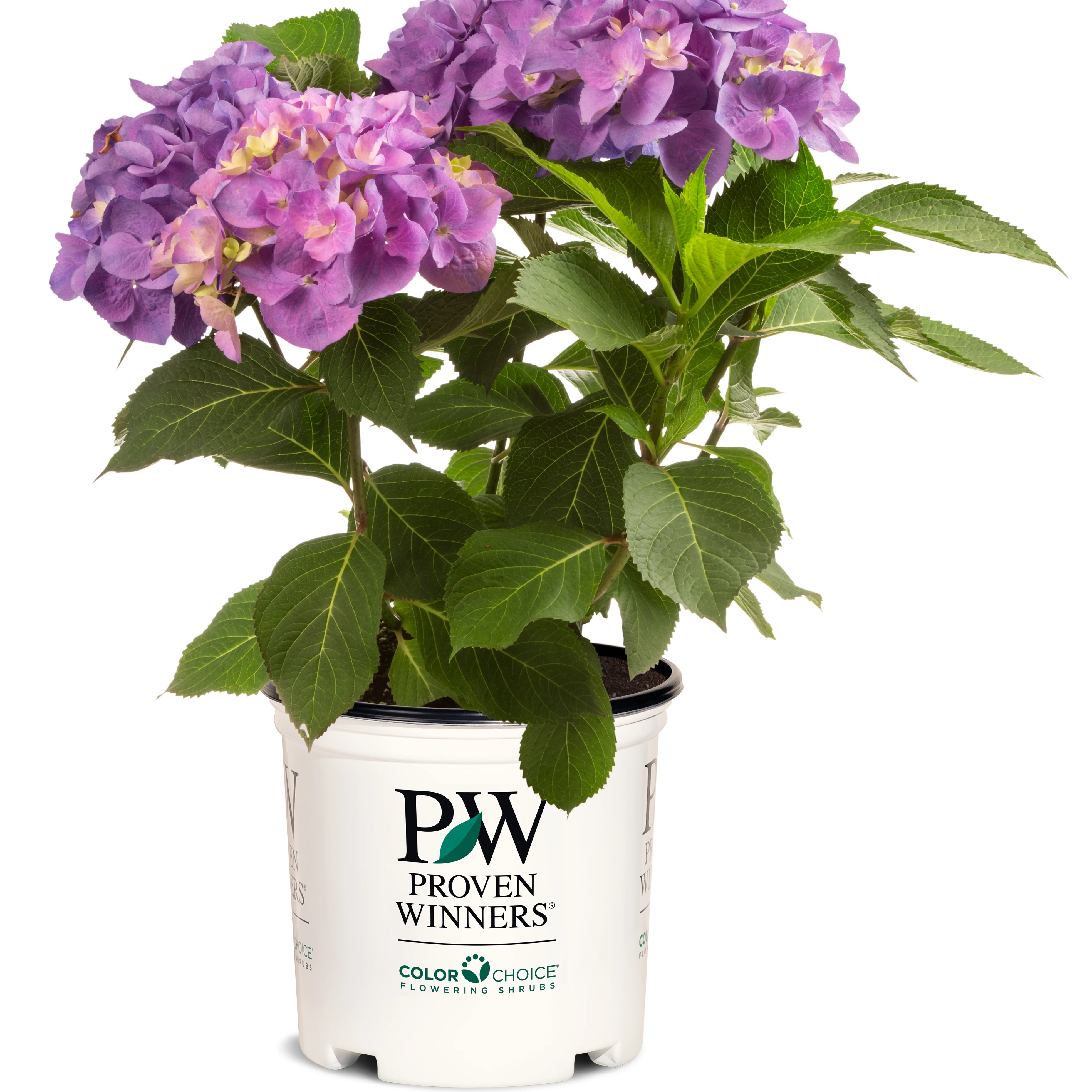 Let's Dance® Blue Jangles® Reblooming Hydrangea (macrophylla) - Image 2