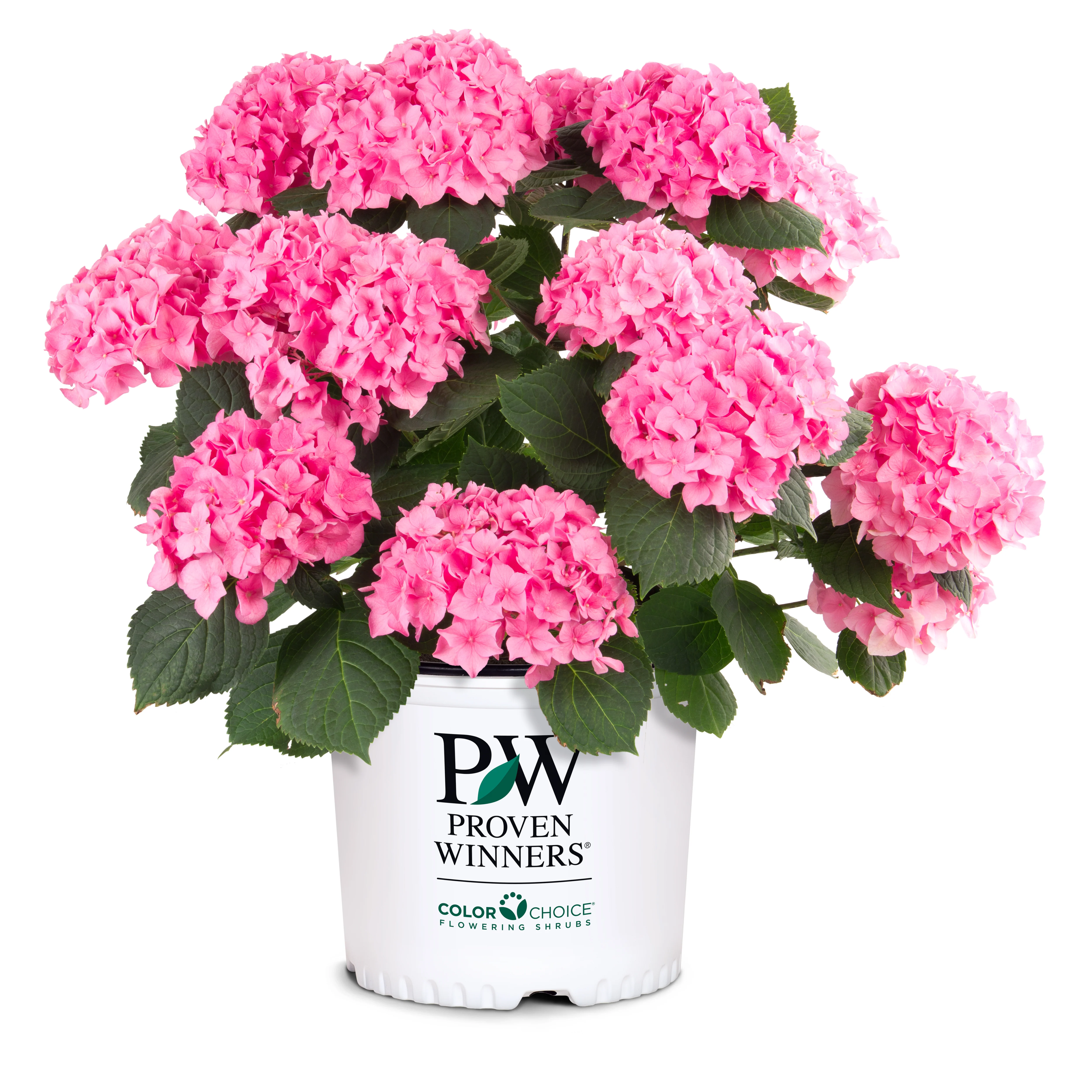 Let's Dance® Blue Jangles® Reblooming Hydrangea (macrophylla) - Image 3
