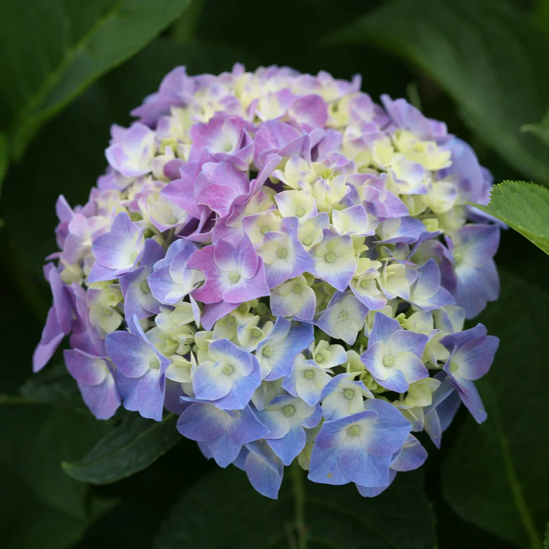 Let's Dance® Blue Jangles® Reblooming Hydrangea (macrophylla) - Image 5
