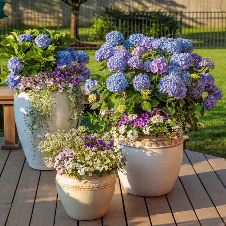 Let's Dance® Blue Jangles® Reblooming Hydrangea (macrophylla) - Image 6