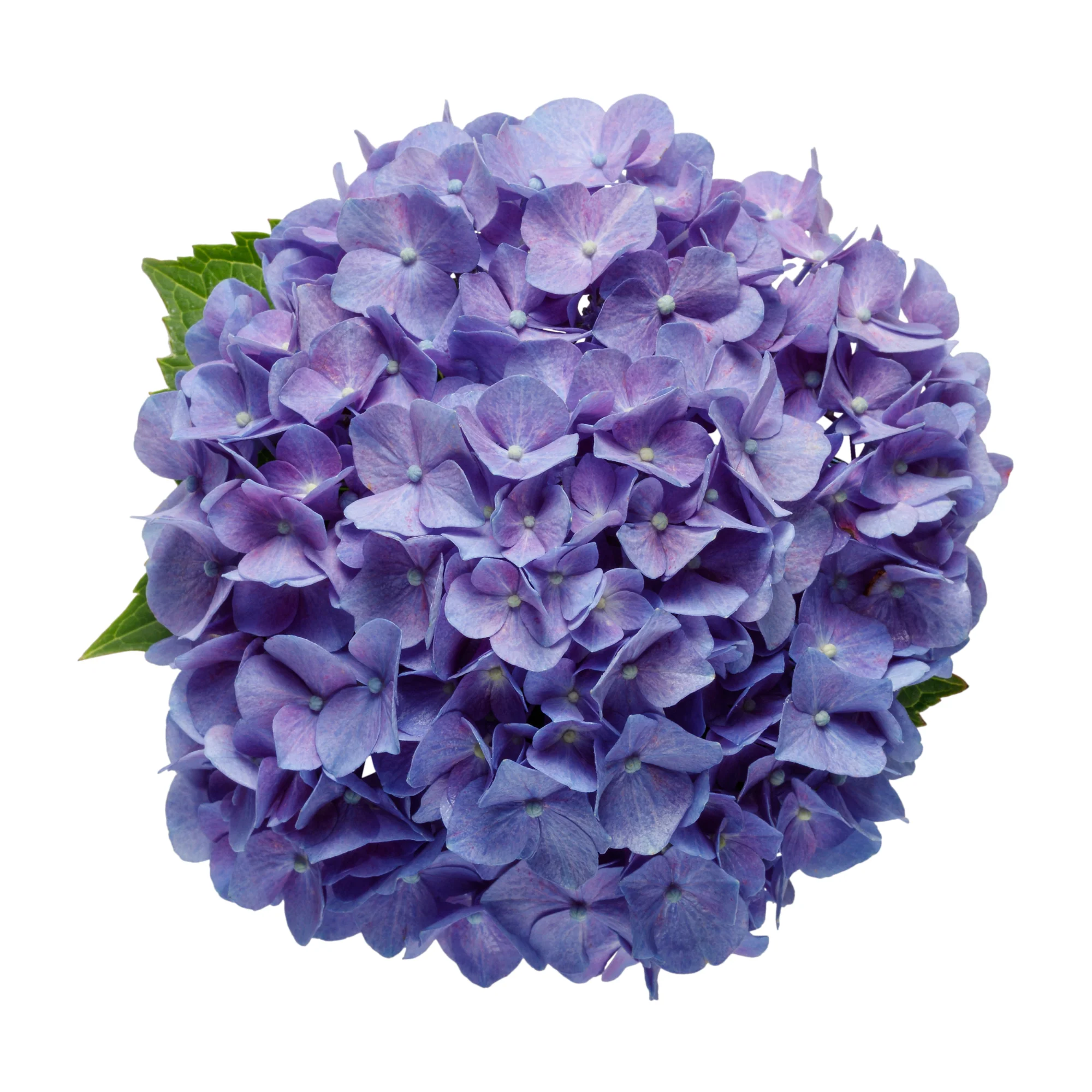 Let's Dance® Blue Jangles® Reblooming Hydrangea (macrophylla) - Image 7