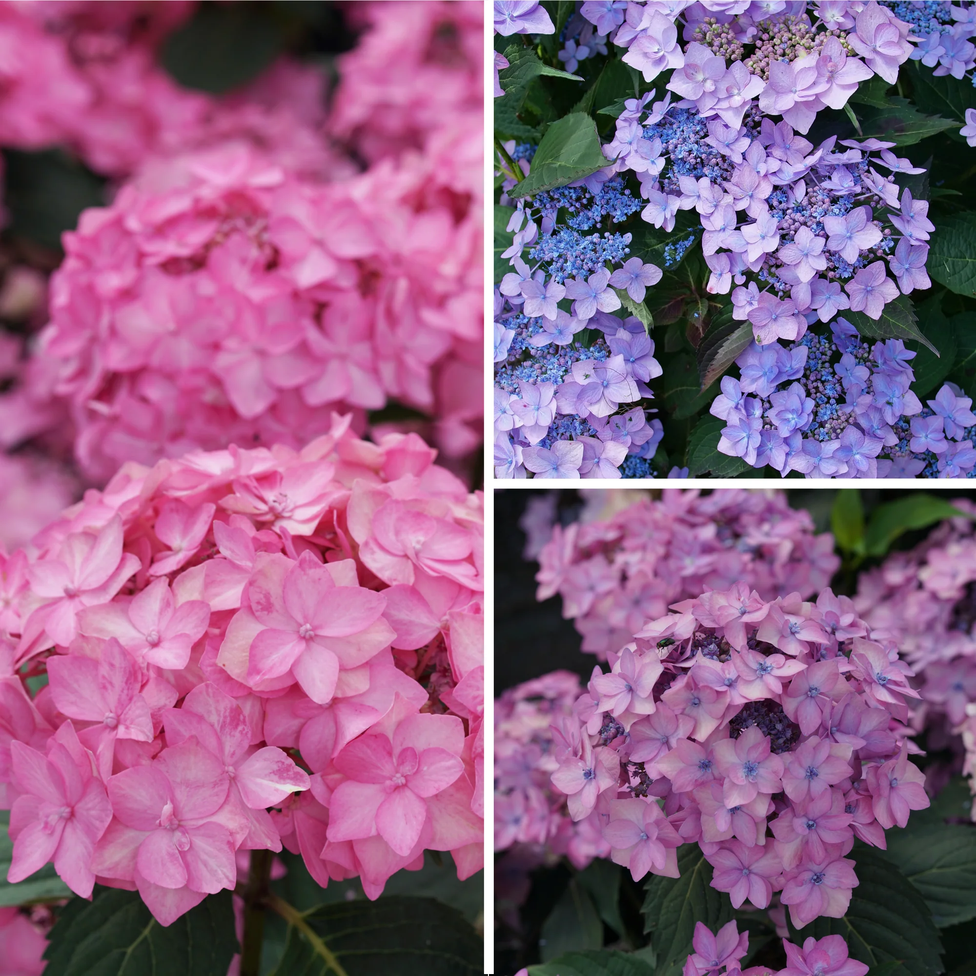 Let's Dance Can Do!® Reblooming Hydrangea (macrophylla × serrata) - Image 3