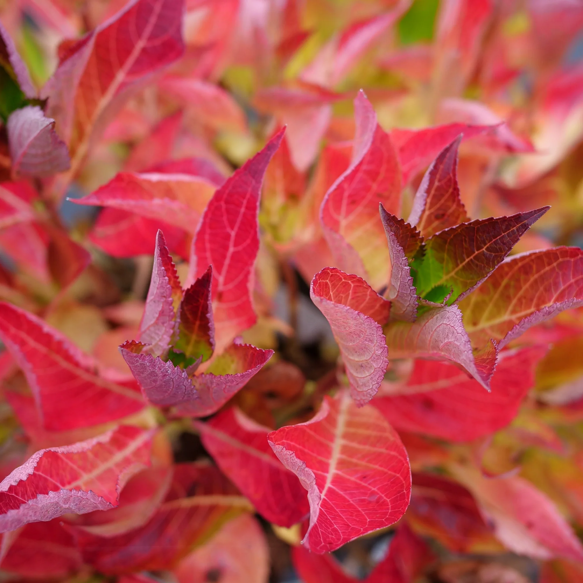 Let's Dance Can Do!® Reblooming Hydrangea (macrophylla × serrata) - Image 4
