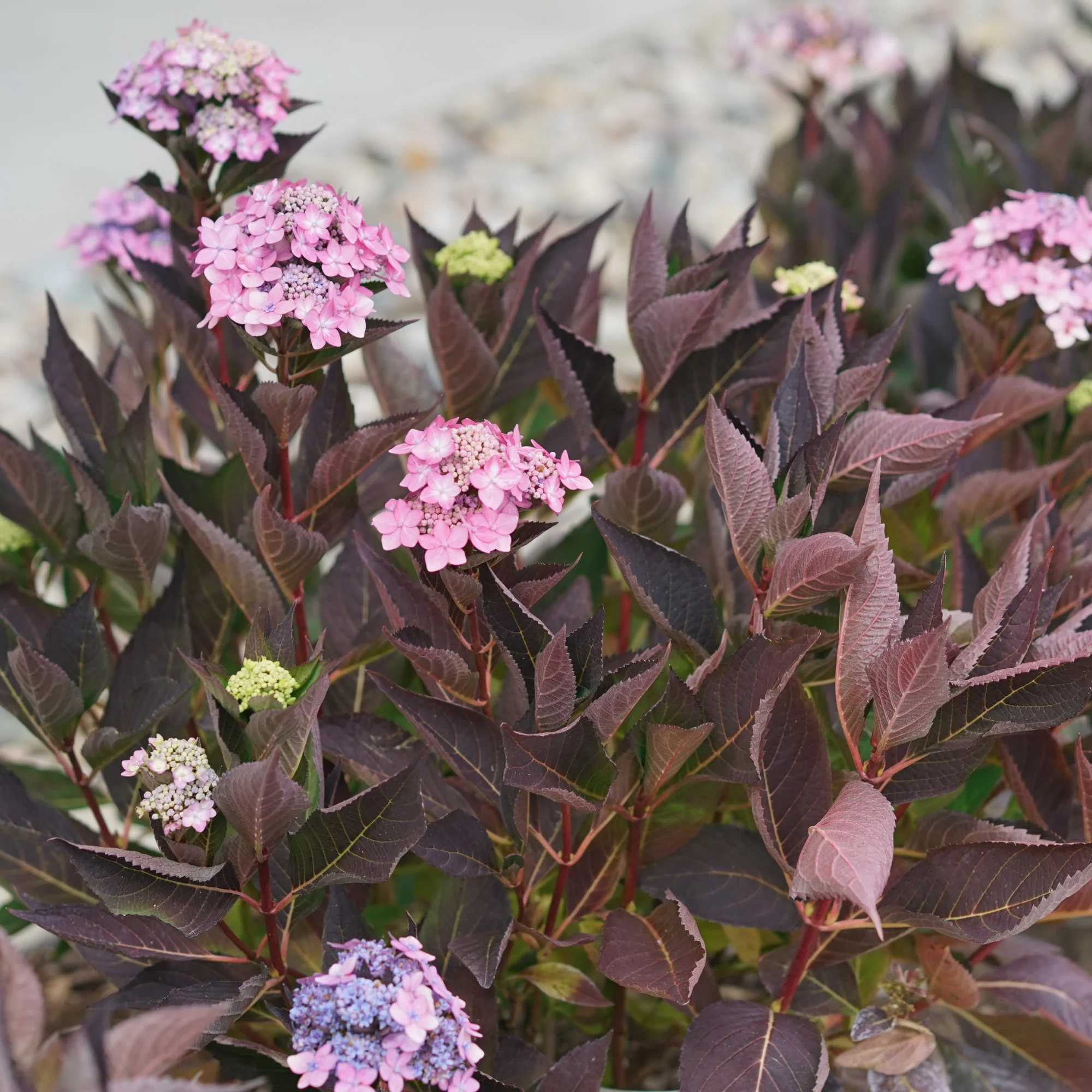 Let's Dance Can Do!® Reblooming Hydrangea (macrophylla × serrata) - Image 5