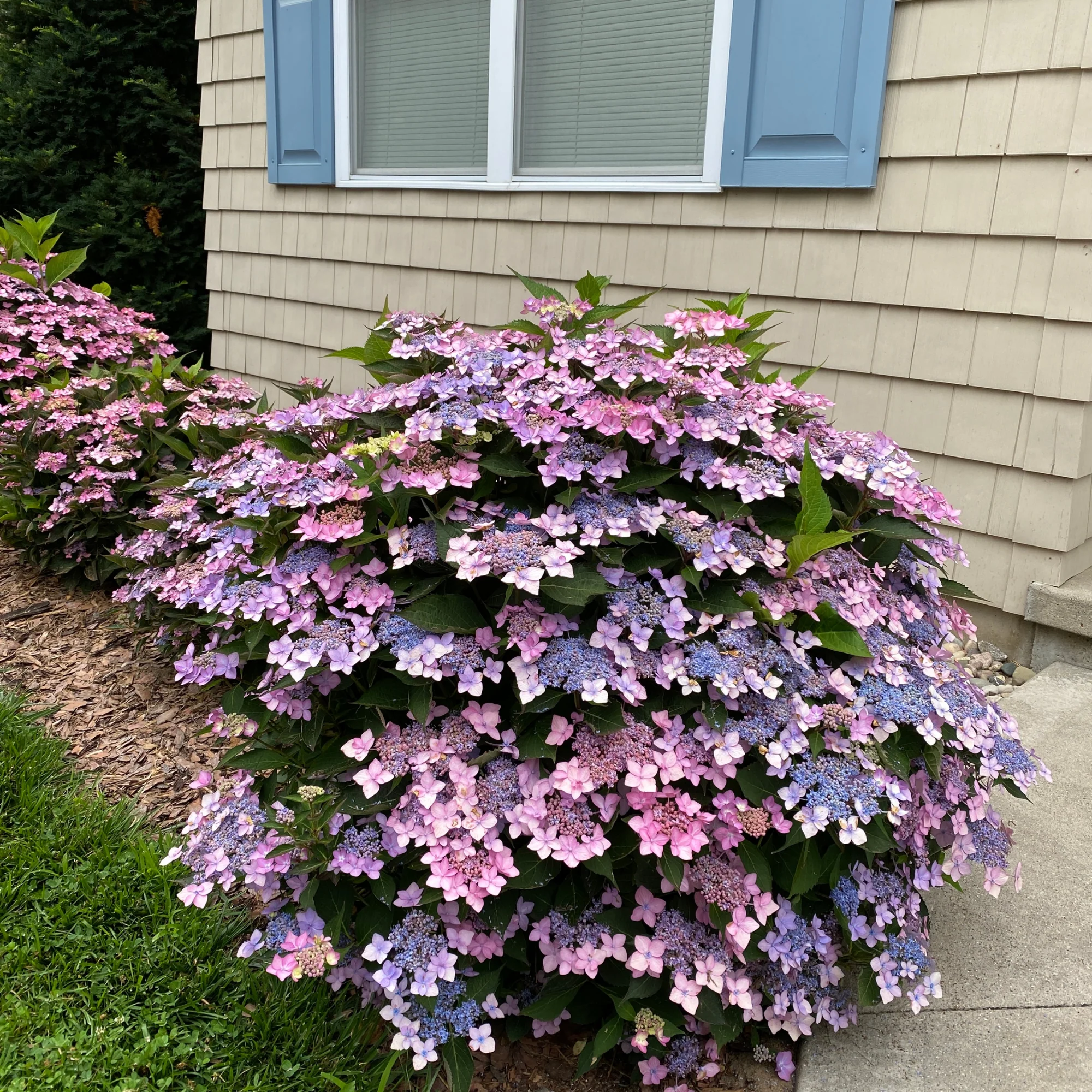 Let's Dance Can Do!® Reblooming Hydrangea (macrophylla × serrata) - Image 6