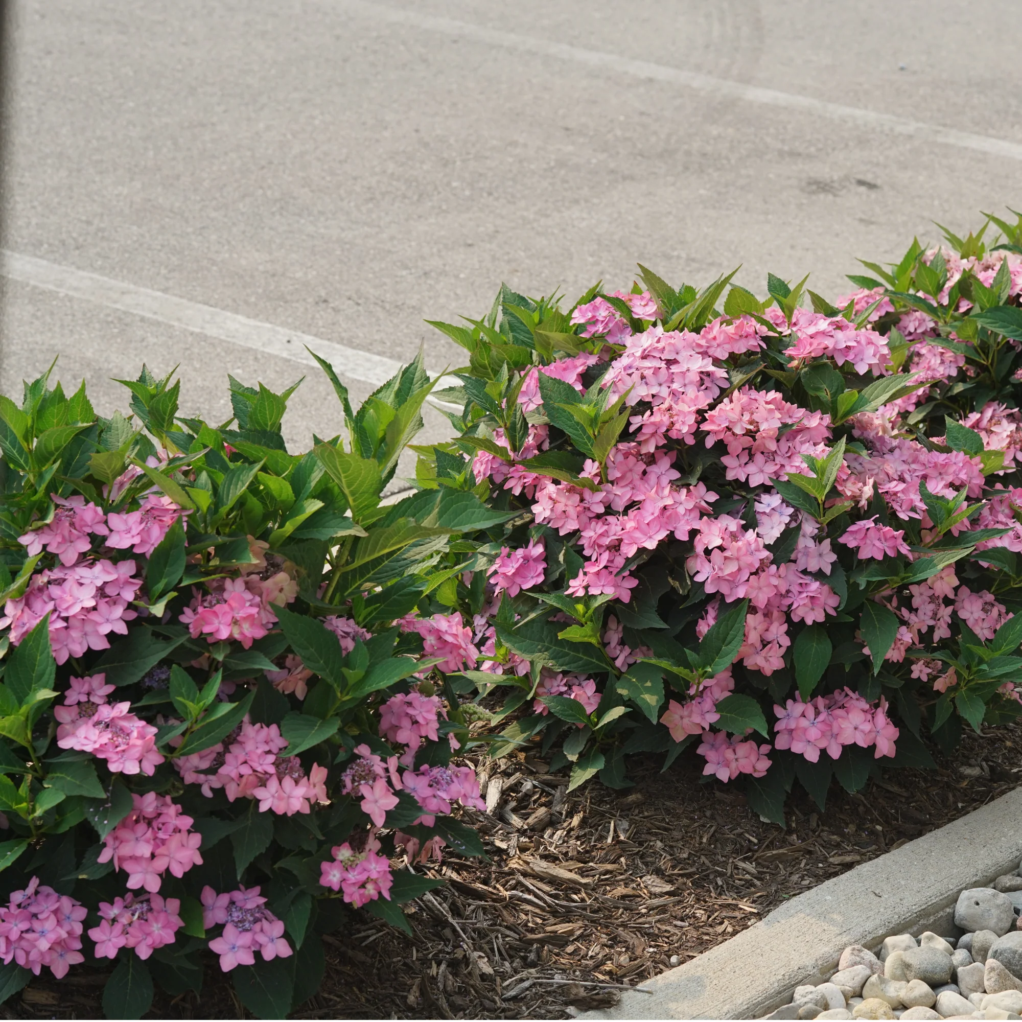 Let's Dance Can Do!® Reblooming Hydrangea (macrophylla × serrata) - Image 7