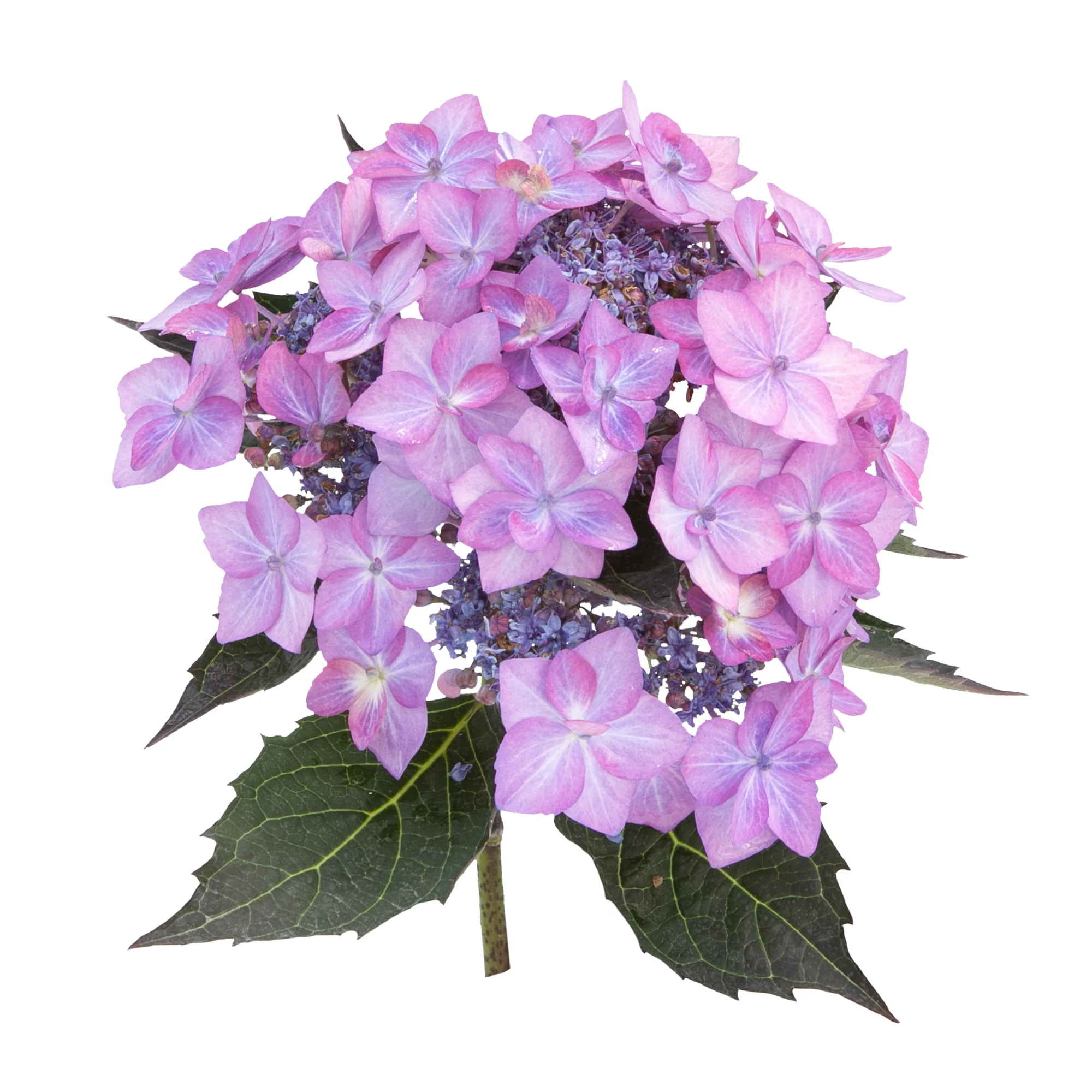 Let's Dance Can Do!® Reblooming Hydrangea (macrophylla × serrata) - Image 8