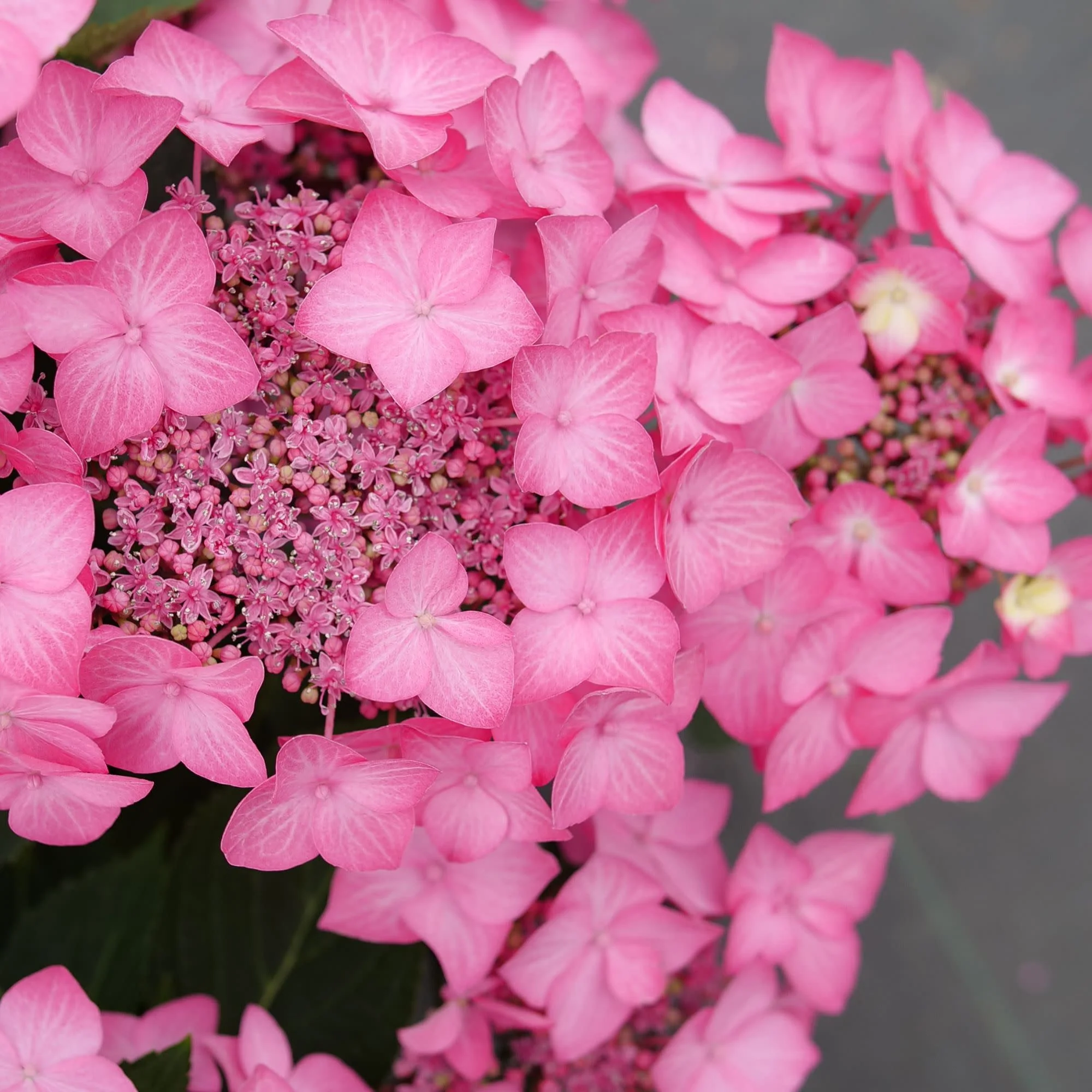 Let's Dance® Hot Stepper™ Continuous Blooming Hydrangea (macrophylla × serrata) | Proven Winners® New Variety 2027 - Image 3
