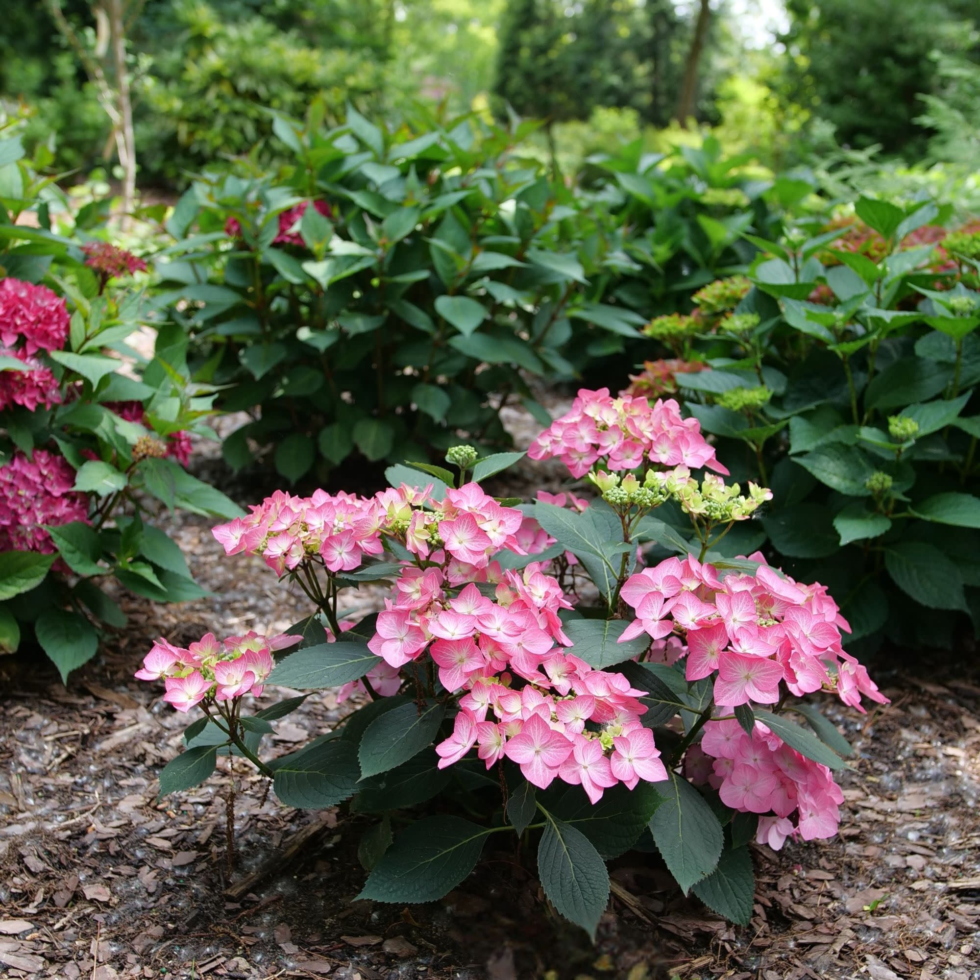 Let's Dance® Hot Stepper™ Continuous Blooming Hydrangea (macrophylla × serrata) | Proven Winners® New Variety 2027 - Image 4