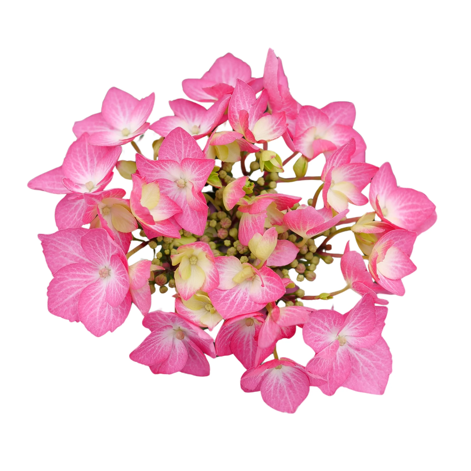 Let's Dance® Hot Stepper™ Continuous Blooming Hydrangea (macrophylla × serrata) | Proven Winners® New Variety 2027 - Image 5