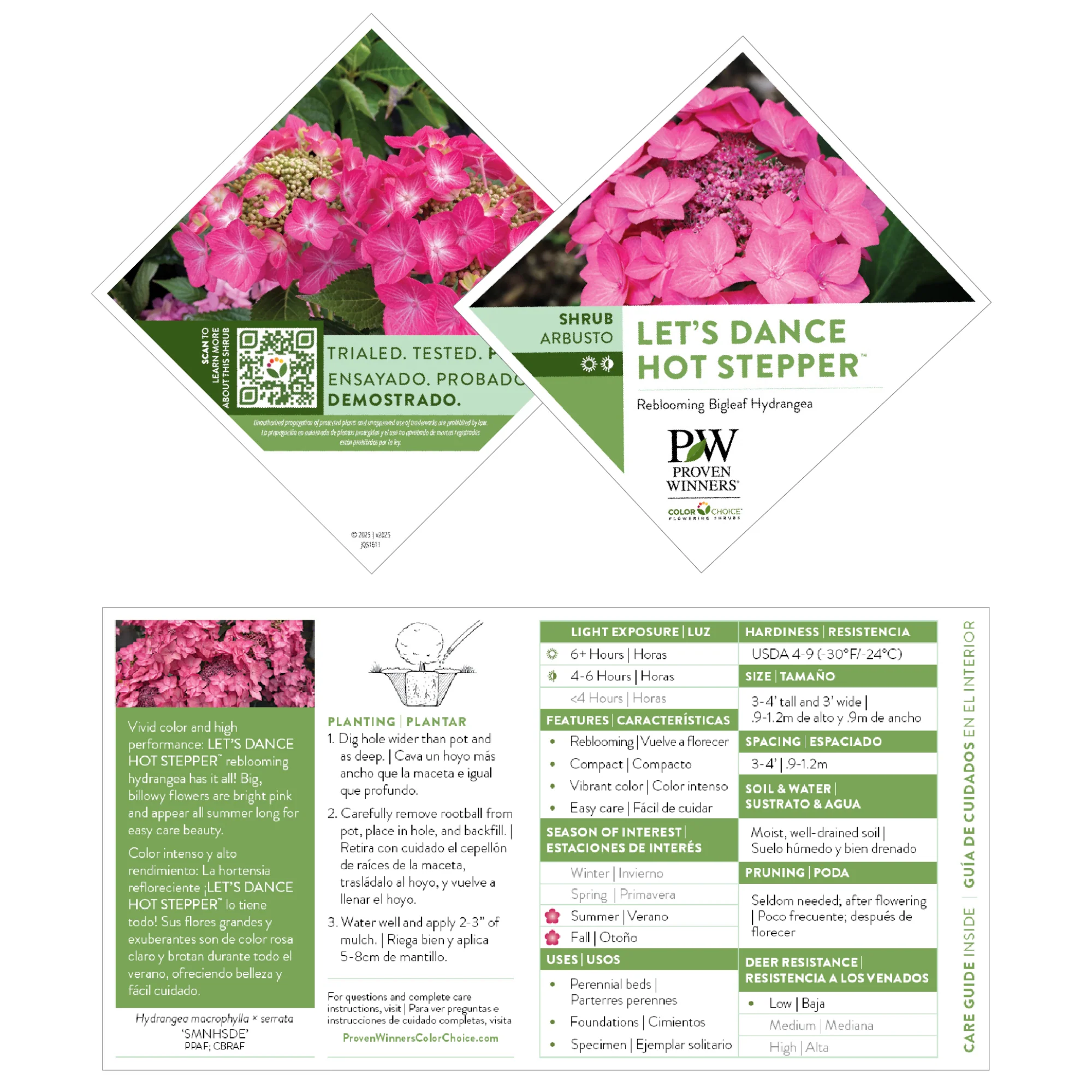 Let's Dance® Hot Stepper™ Continuous Blooming Hydrangea (macrophylla × serrata) | Proven Winners® New Variety 2027 - Image 7