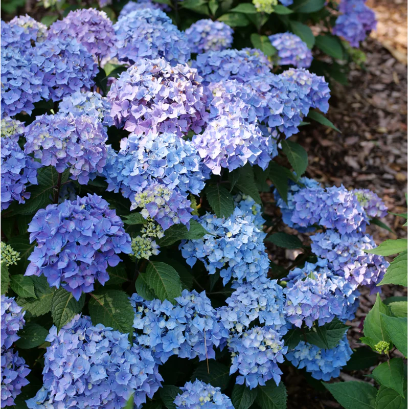 Let's Dance Lovable® Bigleaf Hydrangea (macrophylla) - Image 3