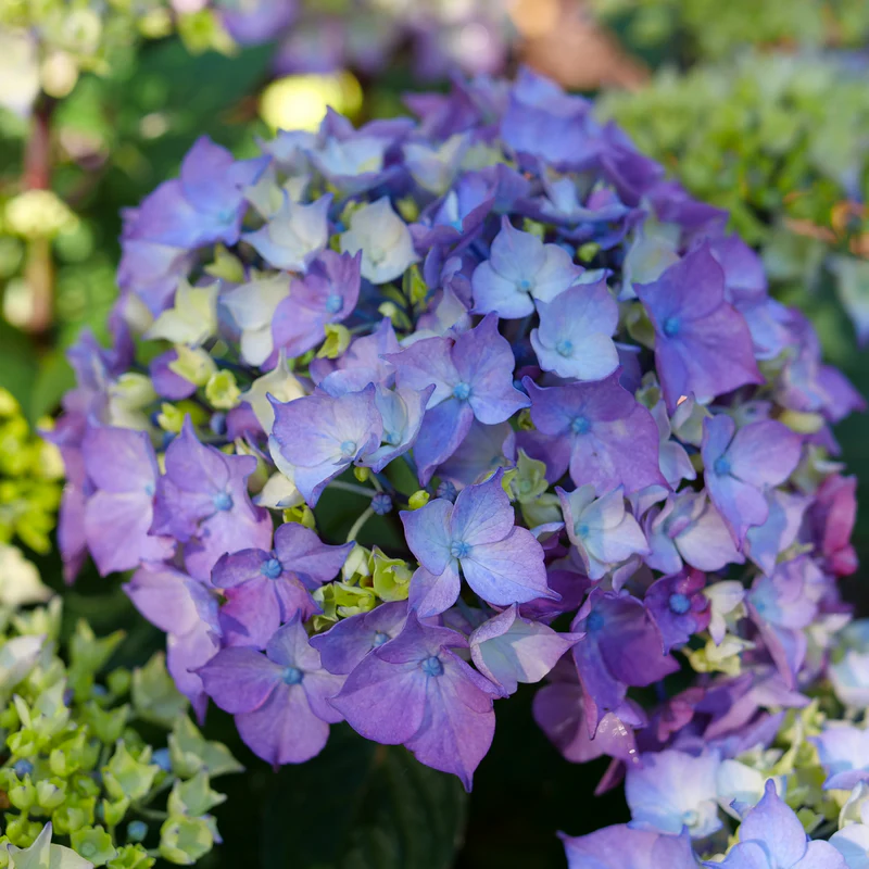 Let's Dance Lovable® Bigleaf Hydrangea (macrophylla) - Image 4