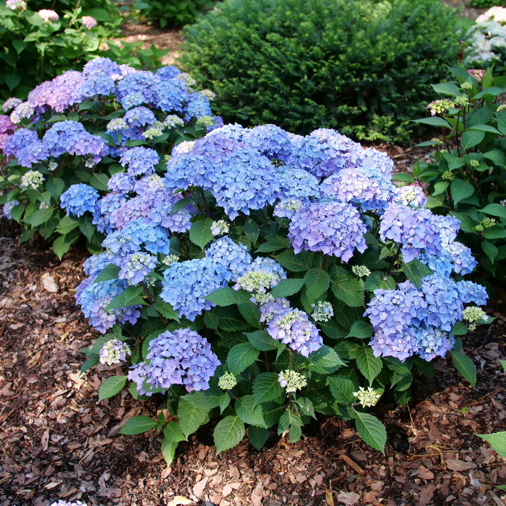 Let's Dance Lovable® Bigleaf Hydrangea (macrophylla) - Image 5
