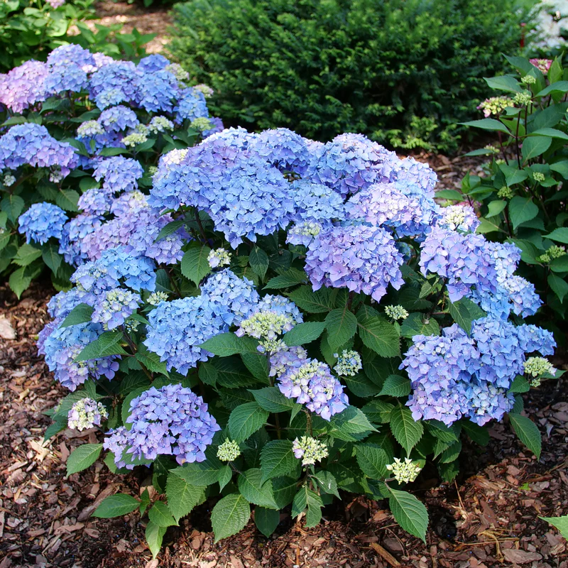 Let's Dance Lovable® Bigleaf Hydrangea (macrophylla) - Image 6