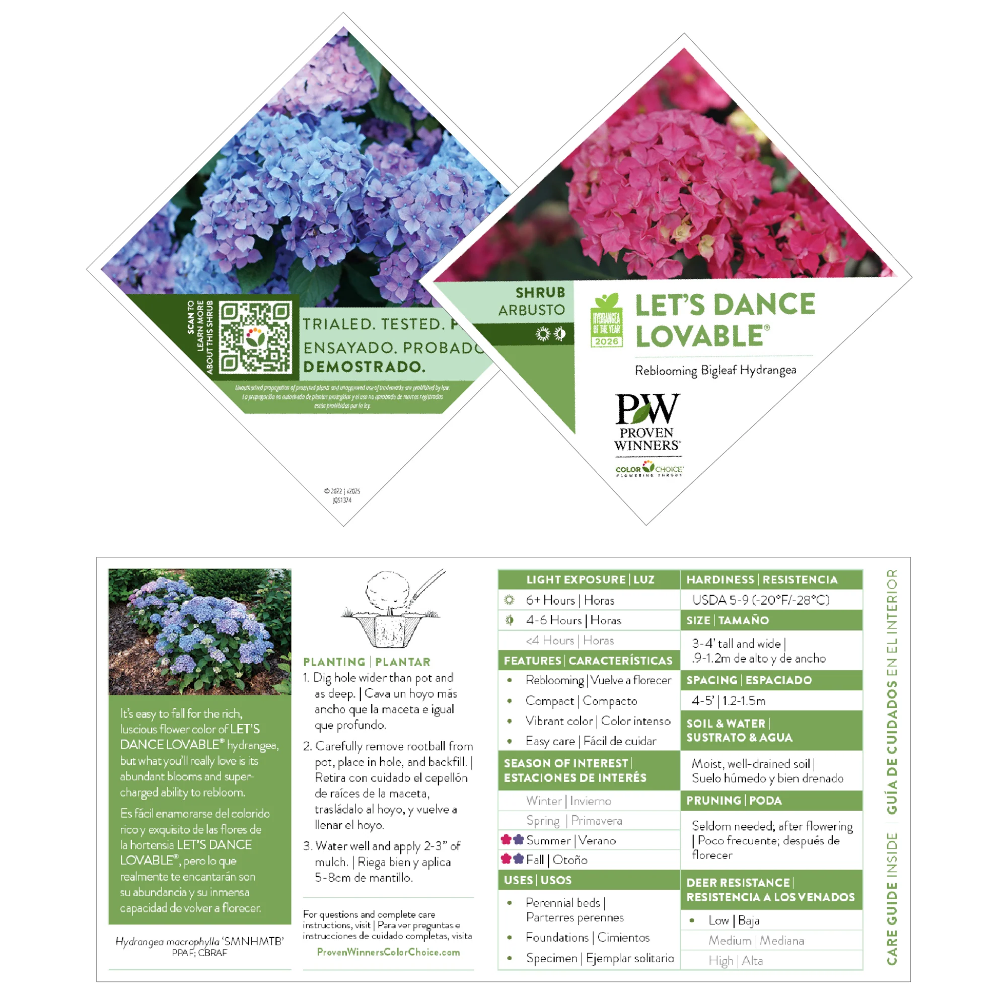 Let's Dance Lovable® Bigleaf Hydrangea (macrophylla) - Image 8