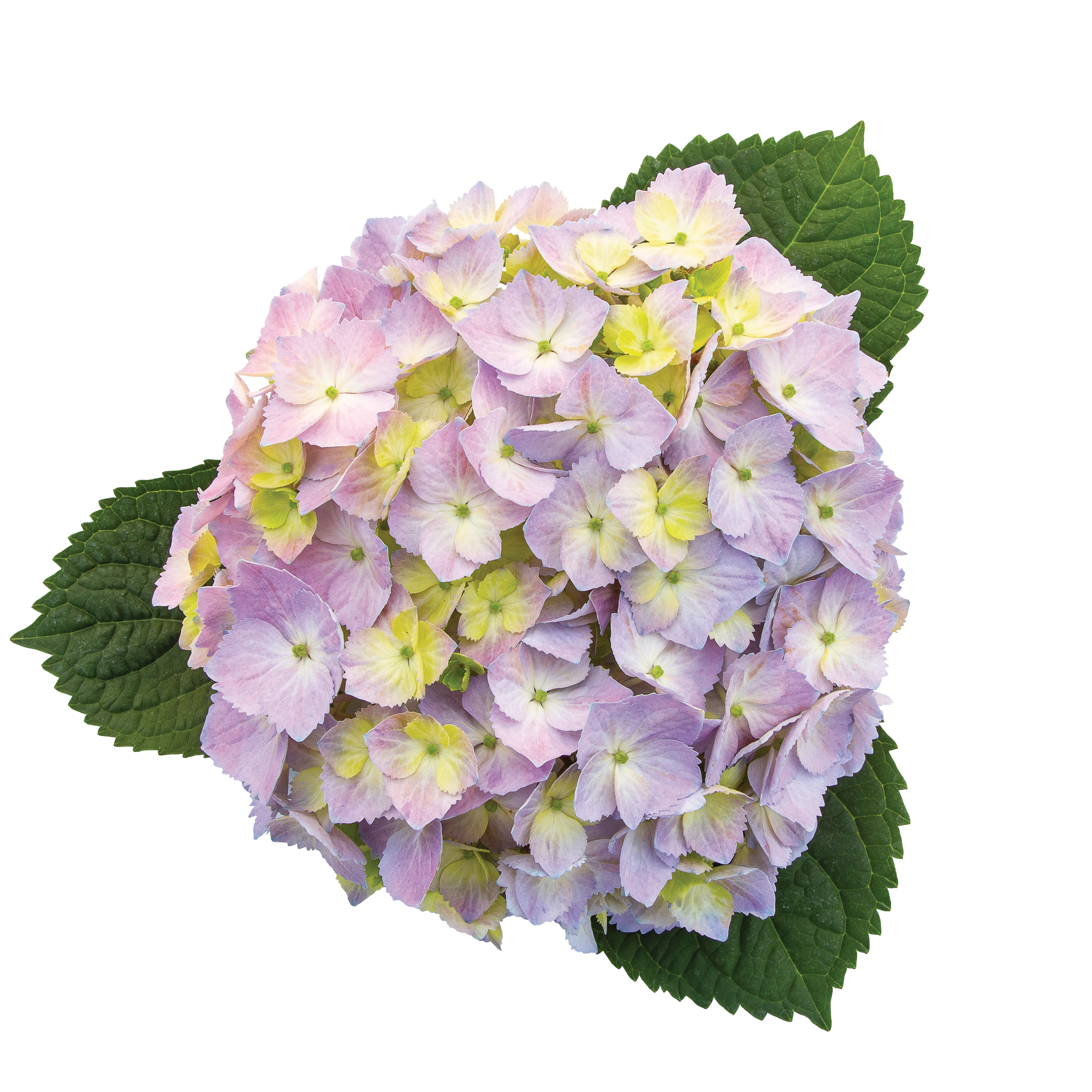 Let's Dance Sky View® Reblooming Hydrangea (macrophylla x serrata) - Image 10