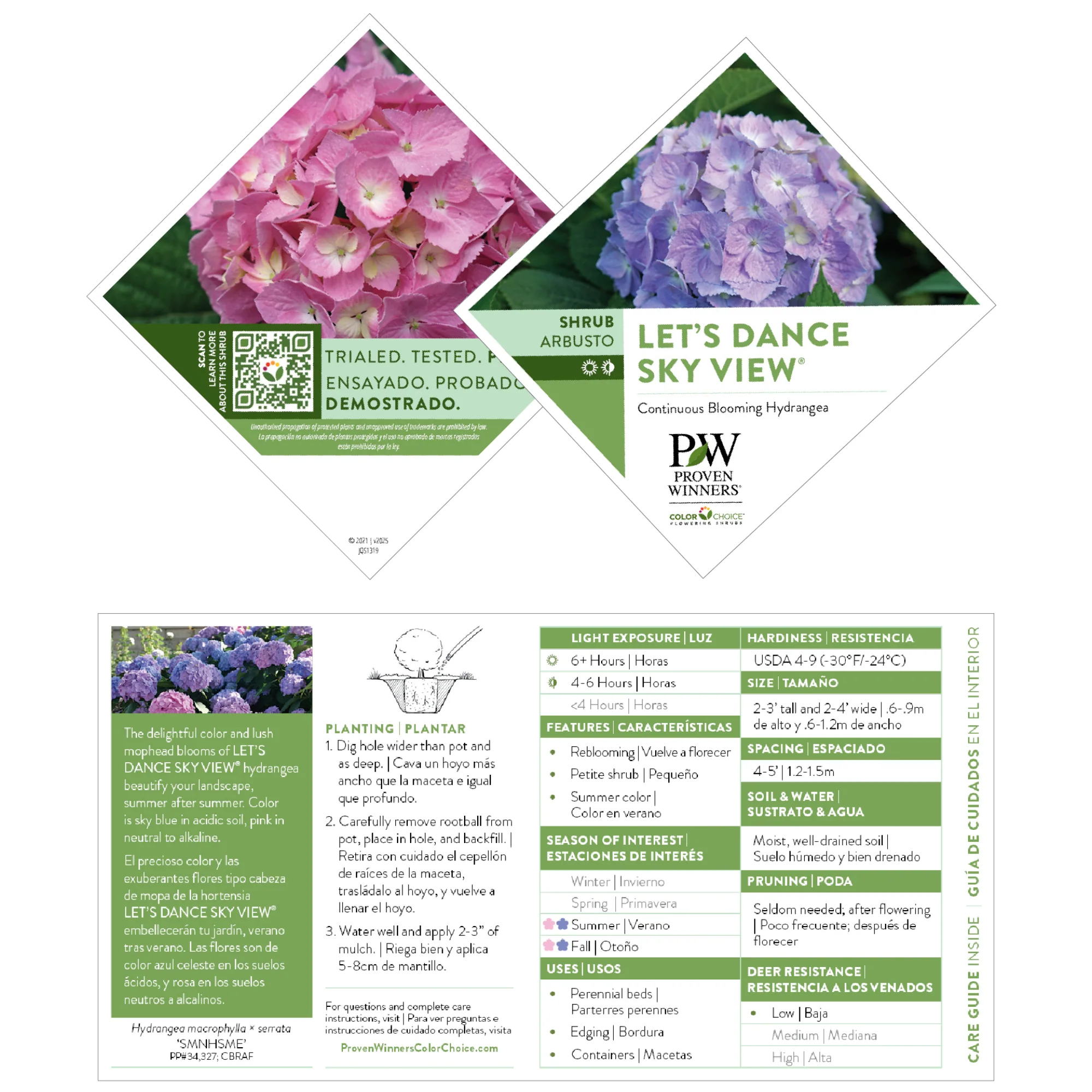 Let's Dance Sky View® Reblooming Hydrangea (macrophylla x serrata) - Image 12