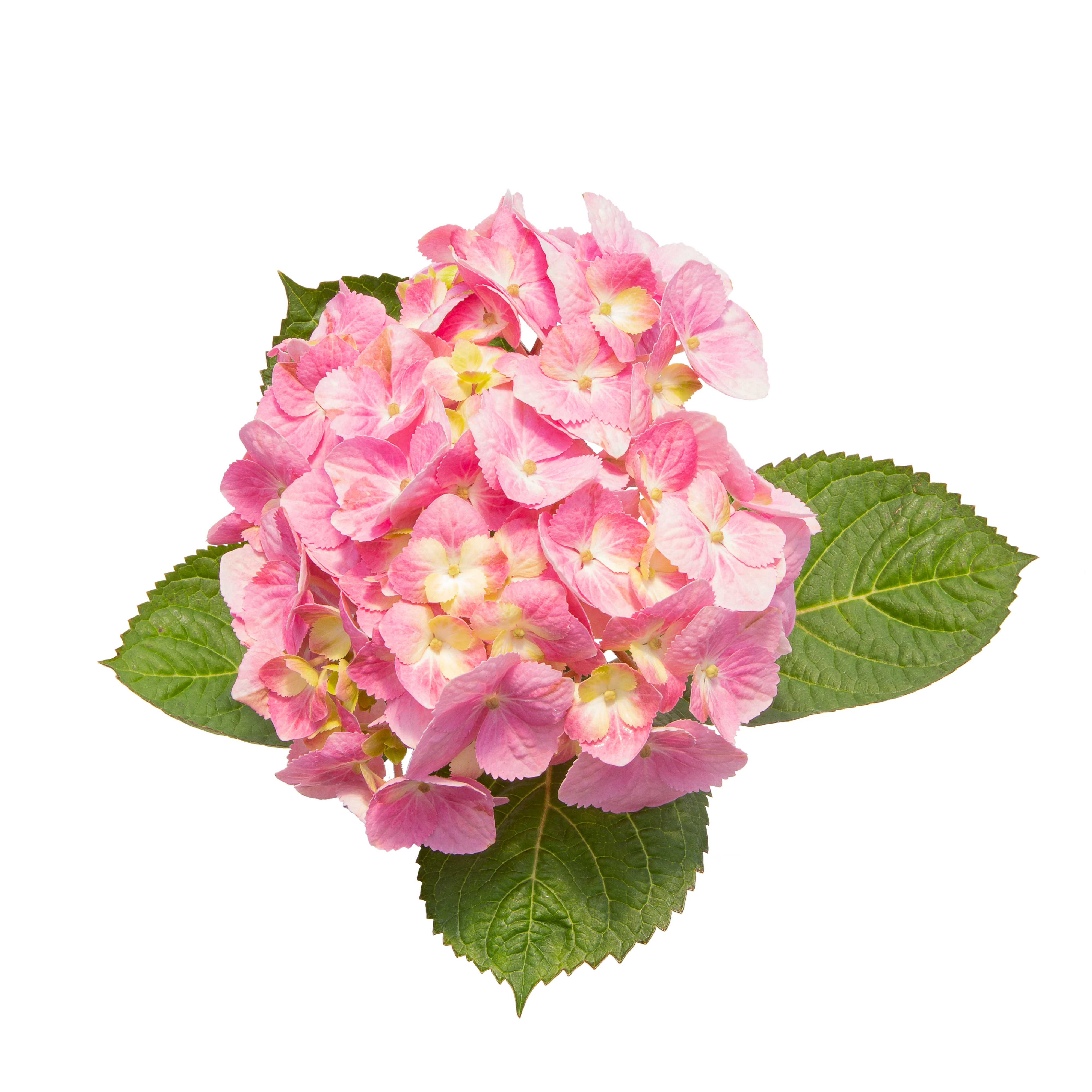 Let's Dance Sky View® Reblooming Hydrangea (macrophylla x serrata) - Image 9