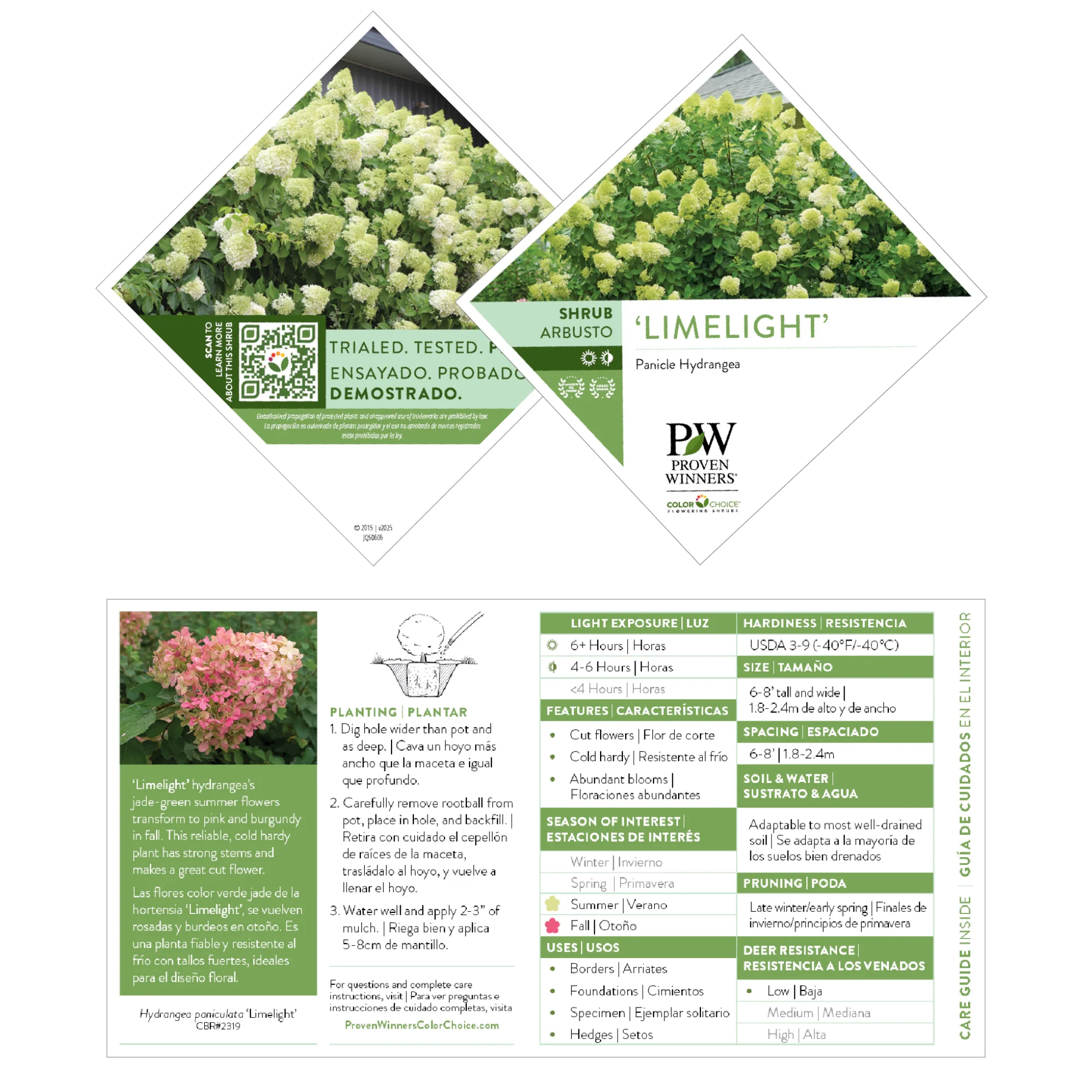 'Limelight' Panicle Hydrangea (paniculata) - Image 10