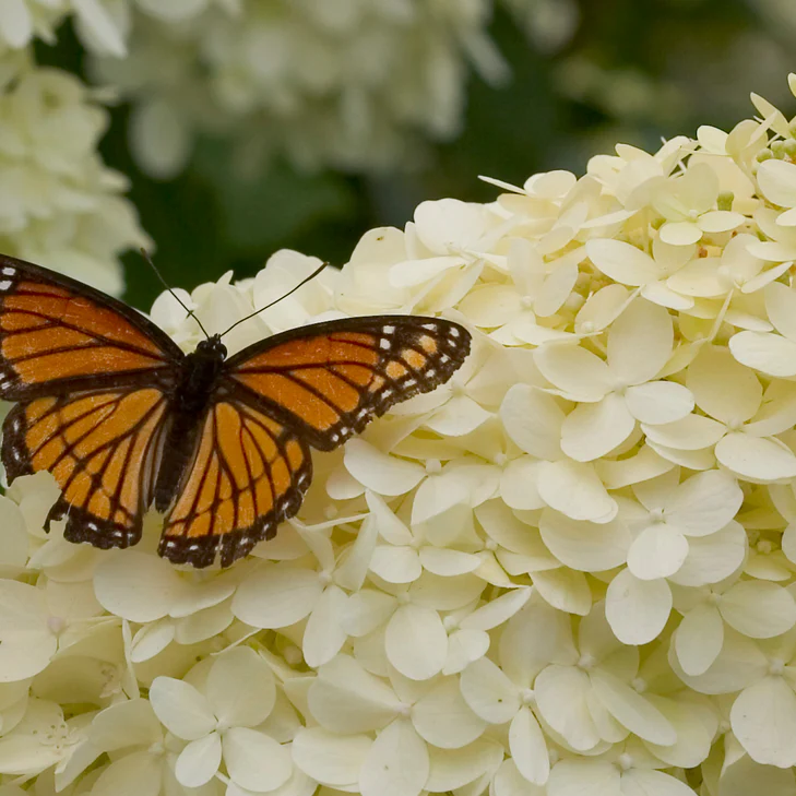 'Limelight' Panicle Hydrangea (paniculata) - Image 3