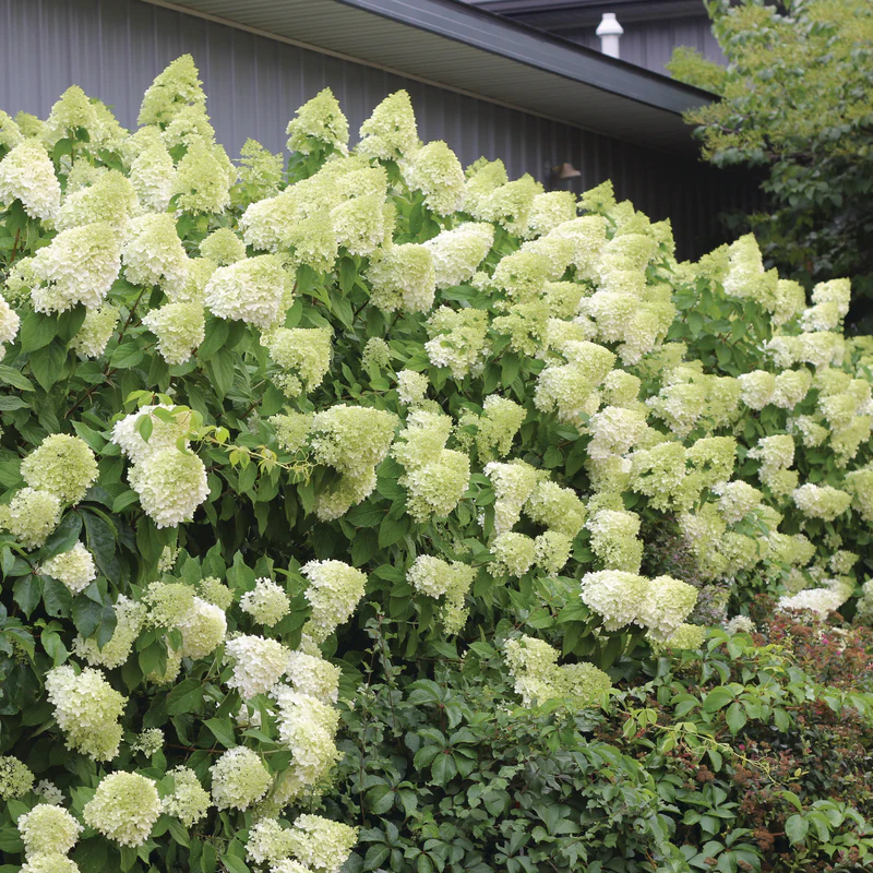 'Limelight' Panicle Hydrangea (paniculata) - Image 4