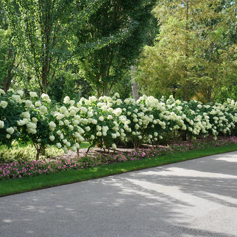 'Limelight' Panicle Hydrangea (paniculata) - Image 6