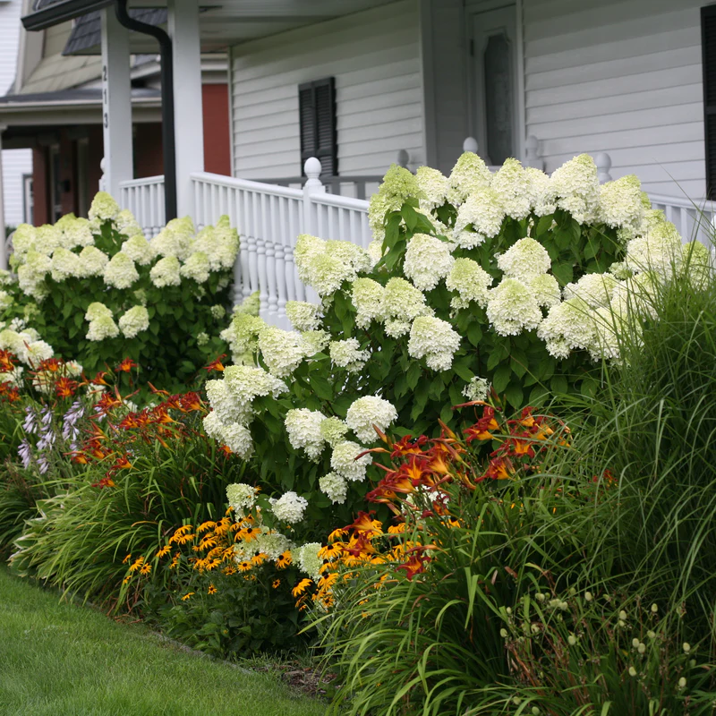 'Limelight' Panicle Hydrangea (paniculata) - Image 7