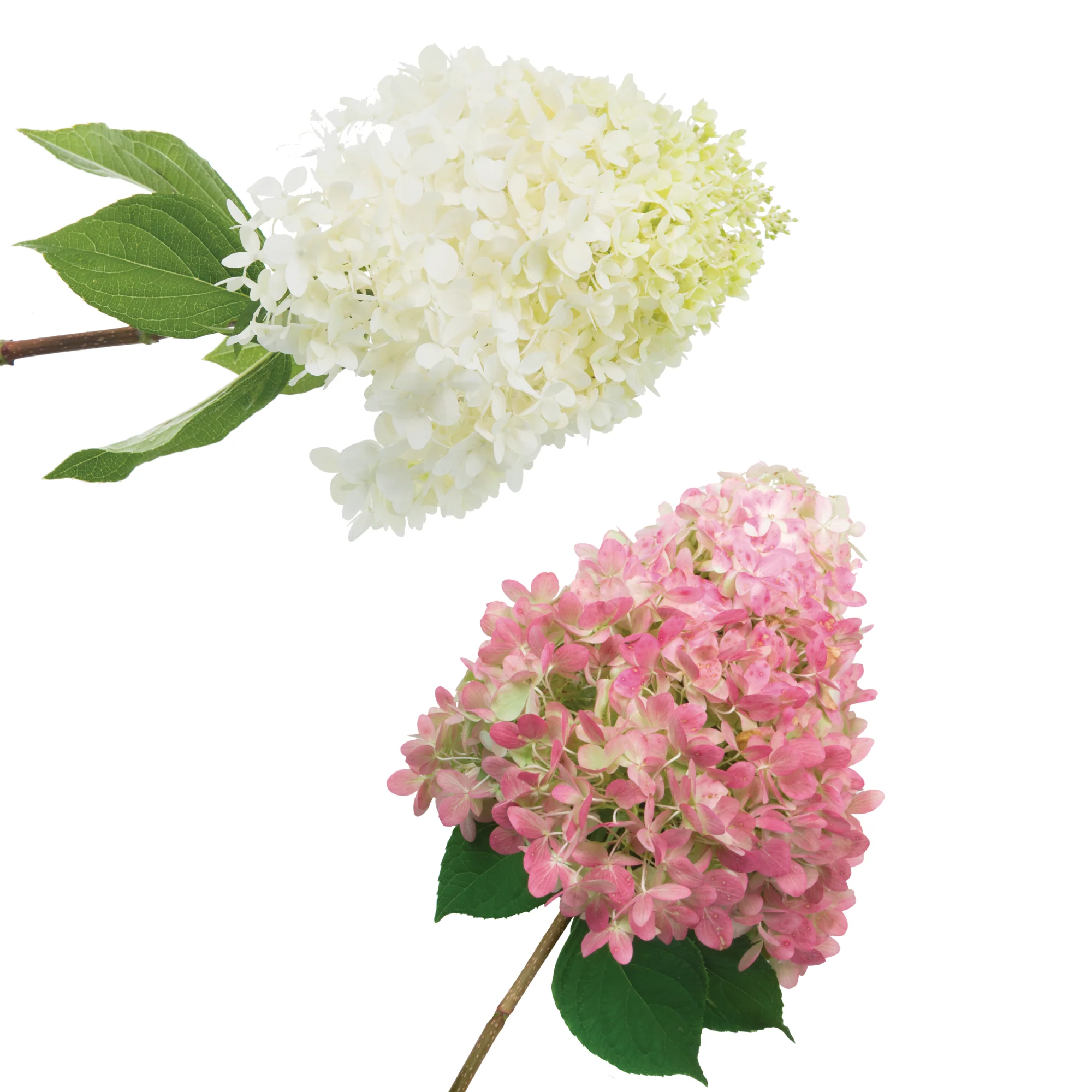 'Limelight' Panicle Hydrangea (paniculata) - Image 8