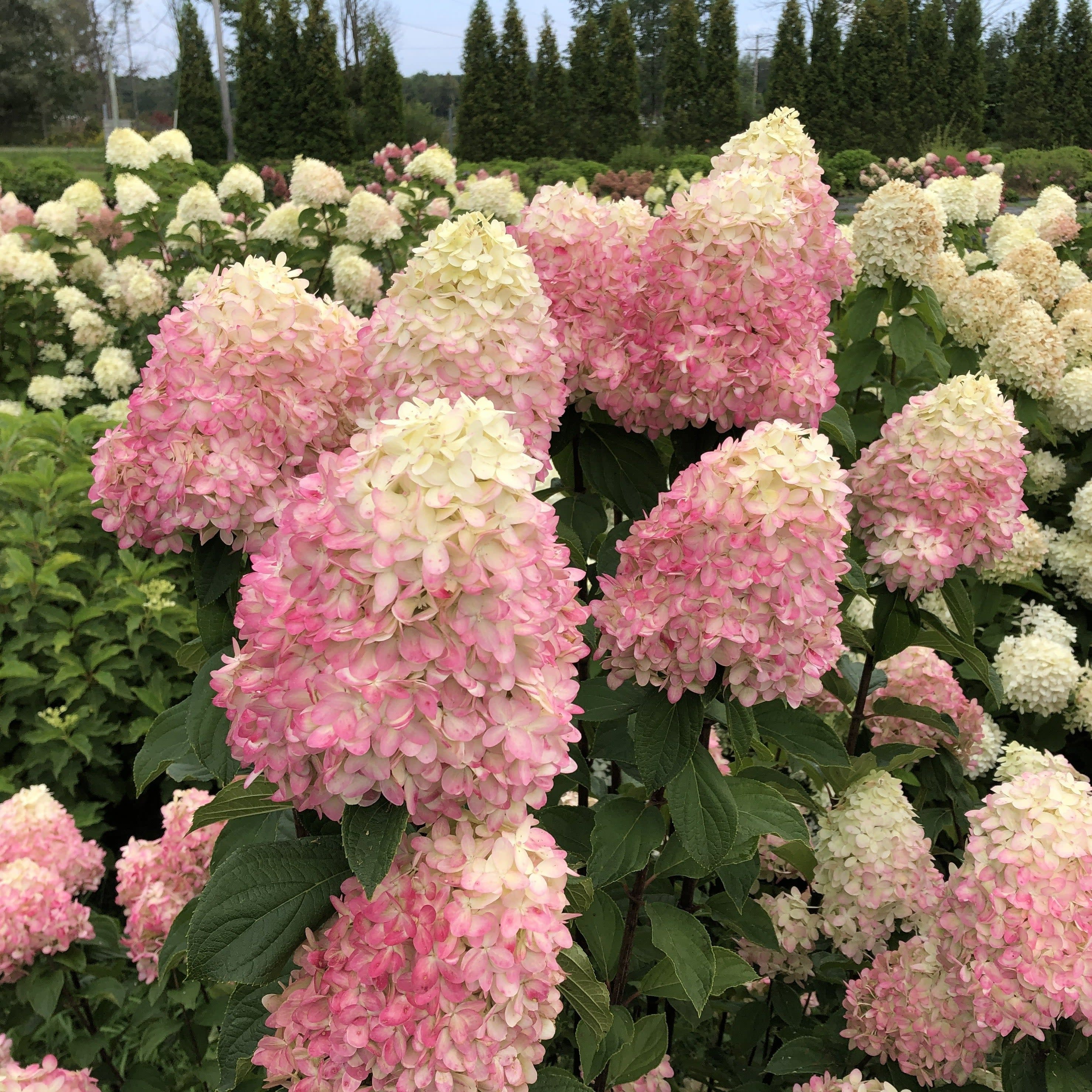 Limelight Prime® Panicle Hydrangea (paniculata) - Image 3