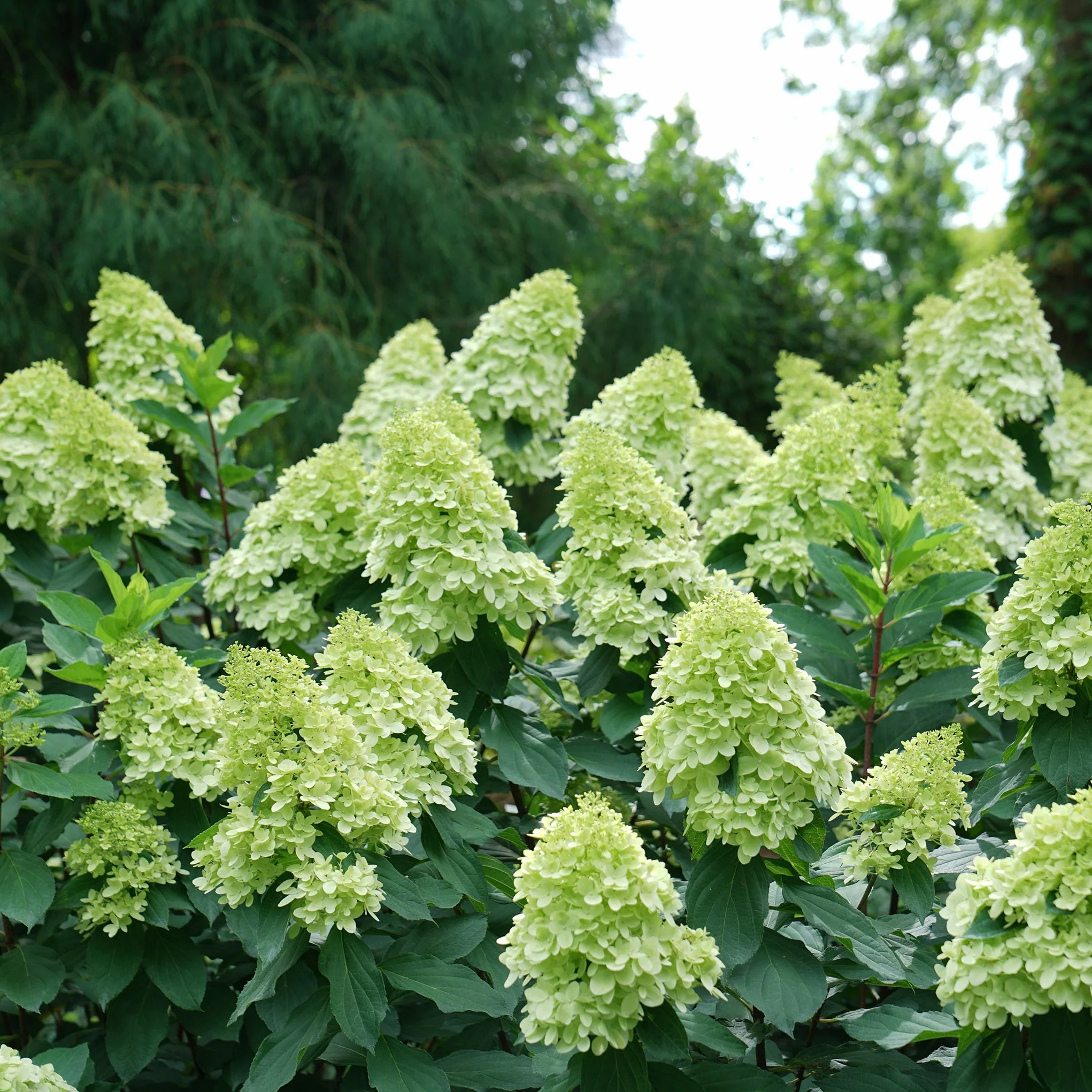 Limelight Prime® Panicle Hydrangea (paniculata) - Image 4