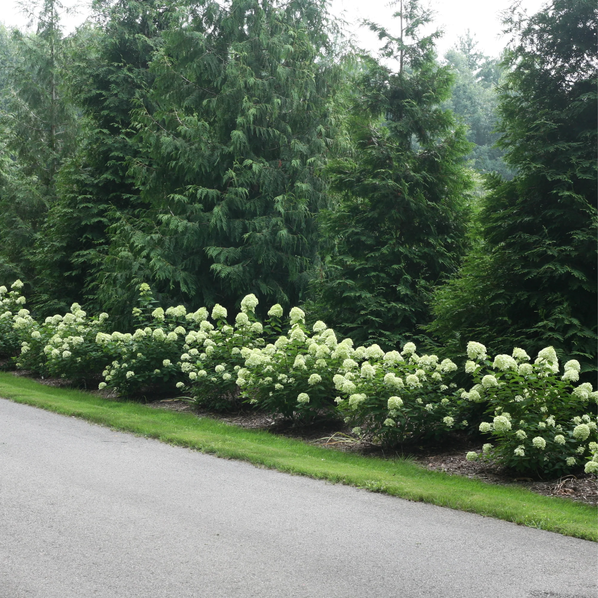Little Lime® Panicle Hydrangea (paniculata) - Image 11