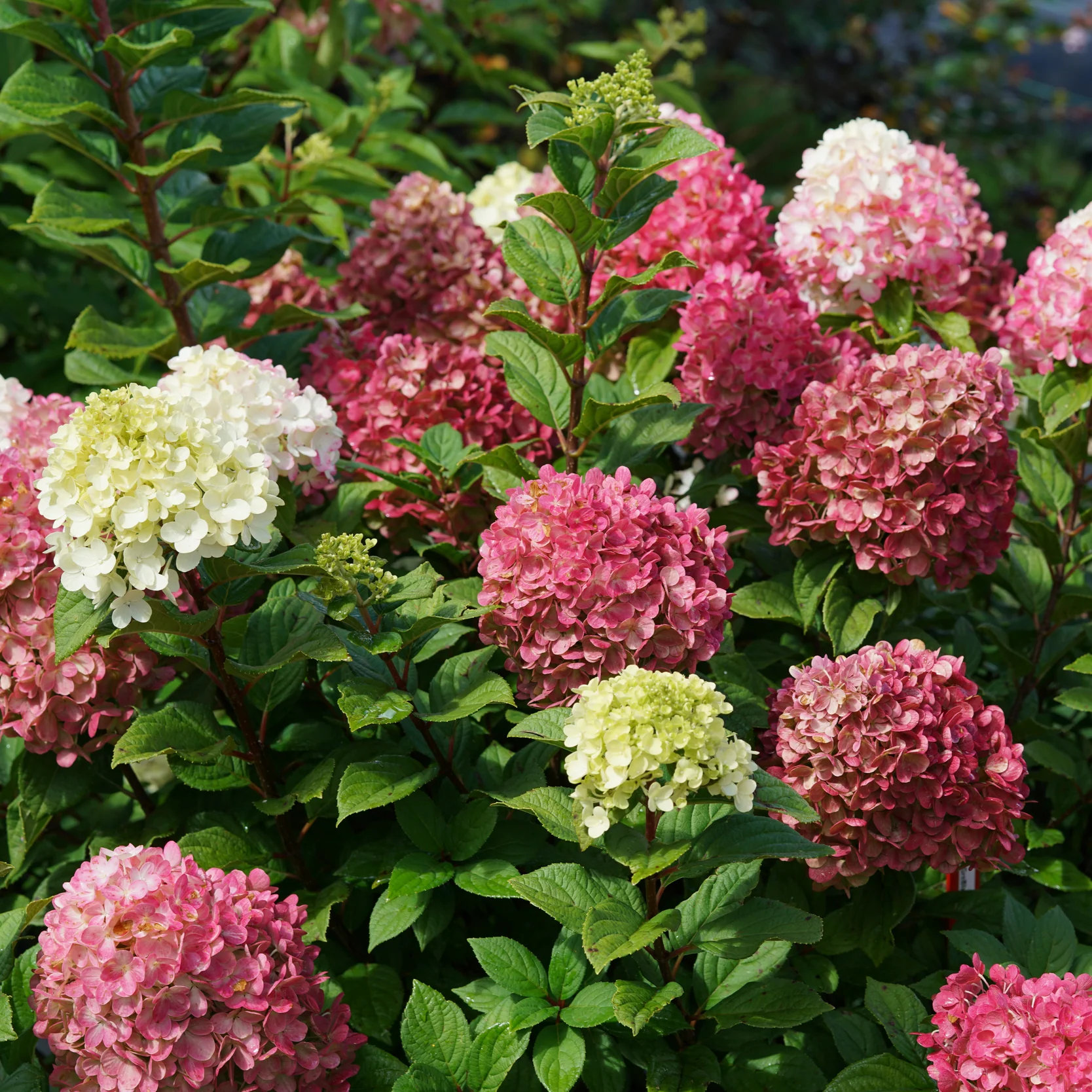 Little Lime Punch® Panicle Hydrangea (paniculata)