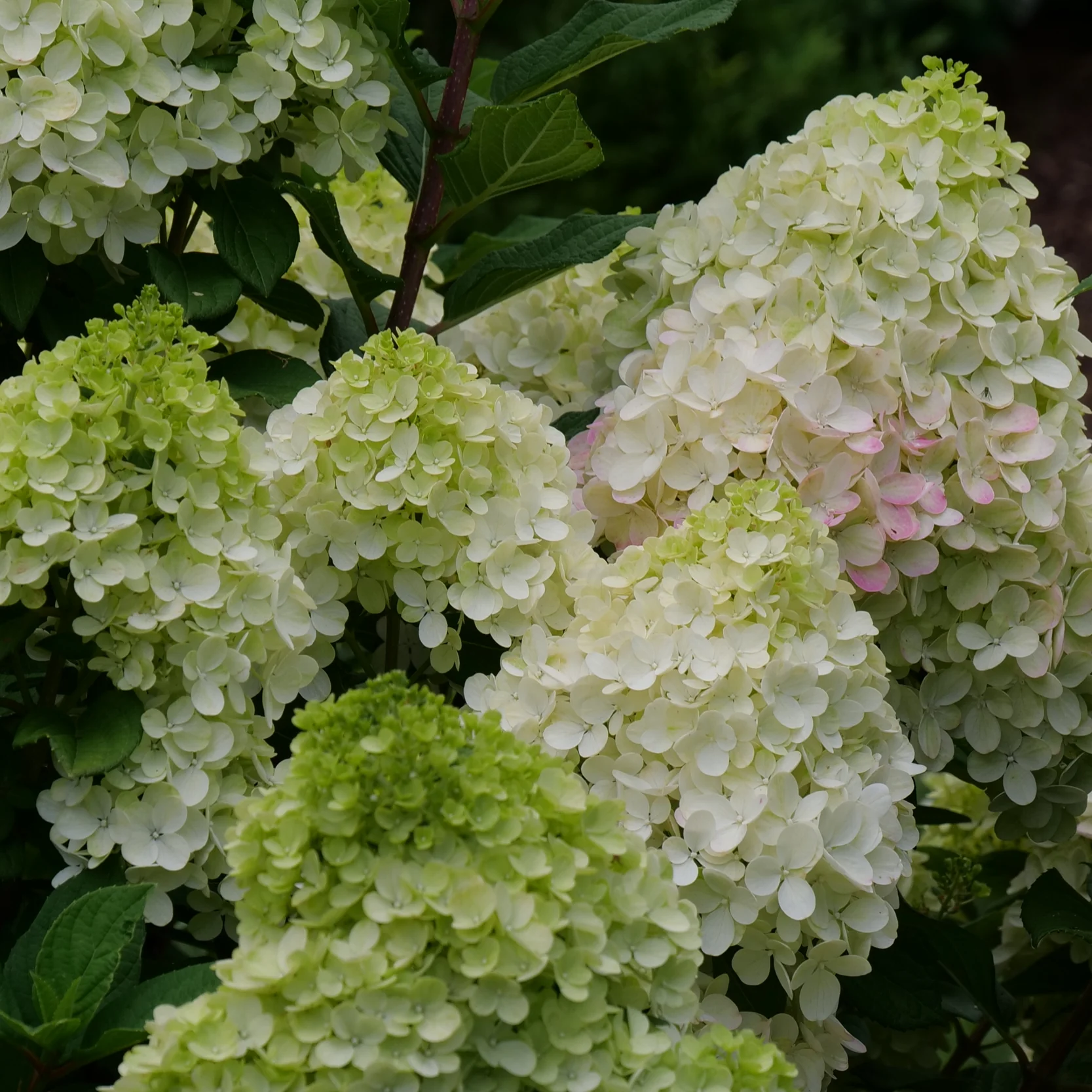 Little Lime Punch® Panicle Hydrangea (paniculata) - Image 3