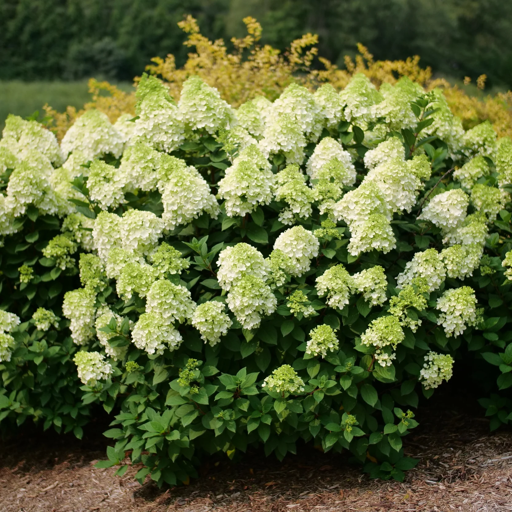 Little Lime Punch® Panicle Hydrangea (paniculata) - Image 4