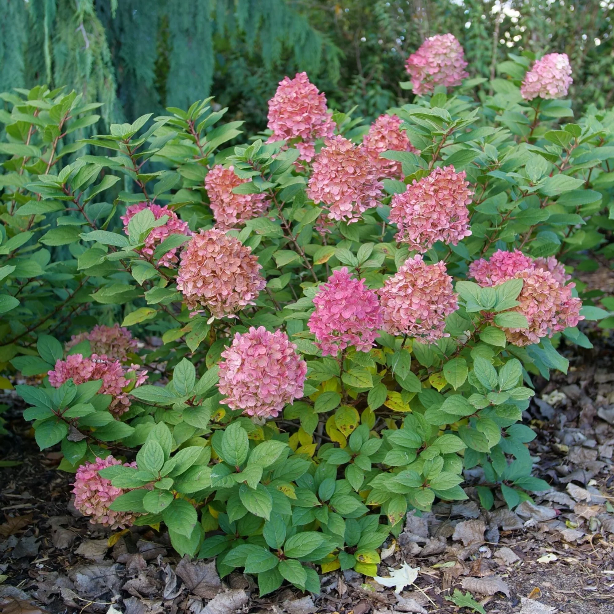 Little Lime Punch® Panicle Hydrangea (paniculata) - Image 5