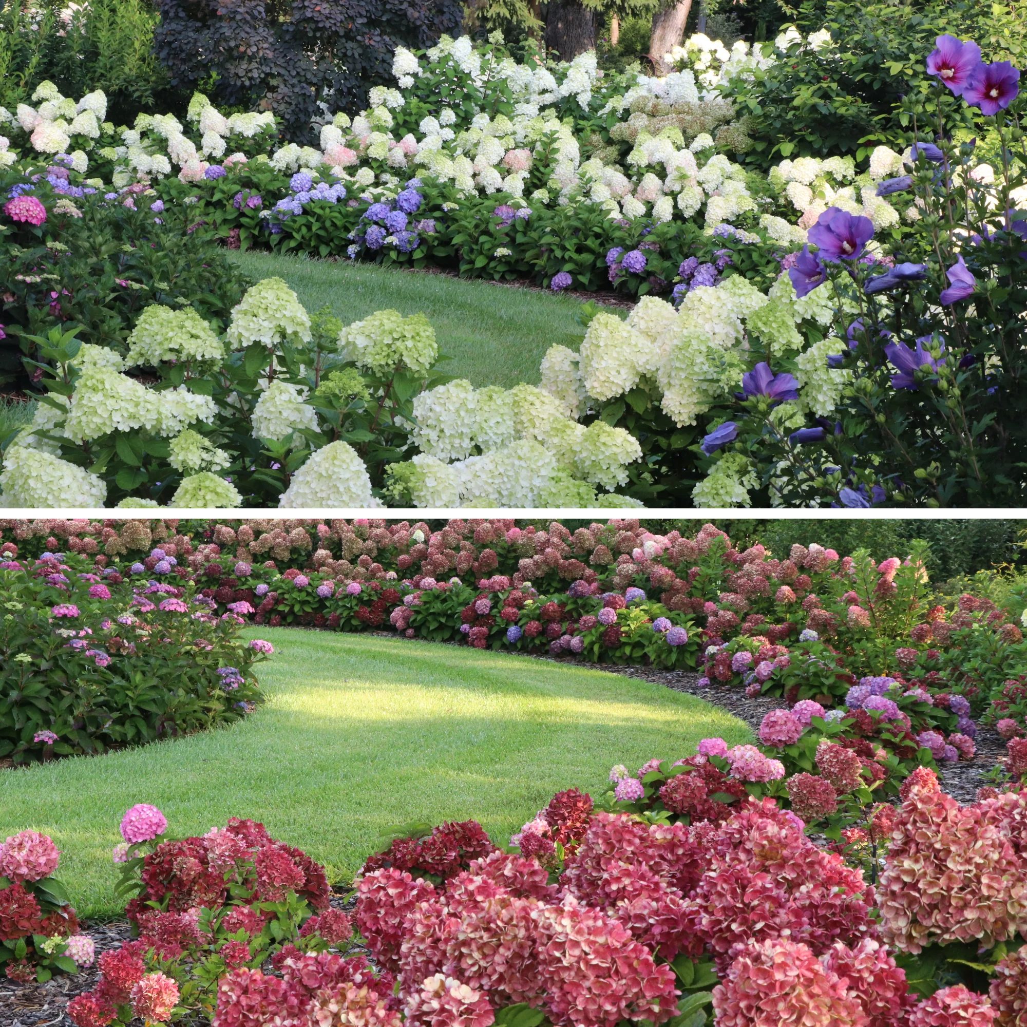 Little Lime Punch® Panicle Hydrangea (paniculata) - Image 6