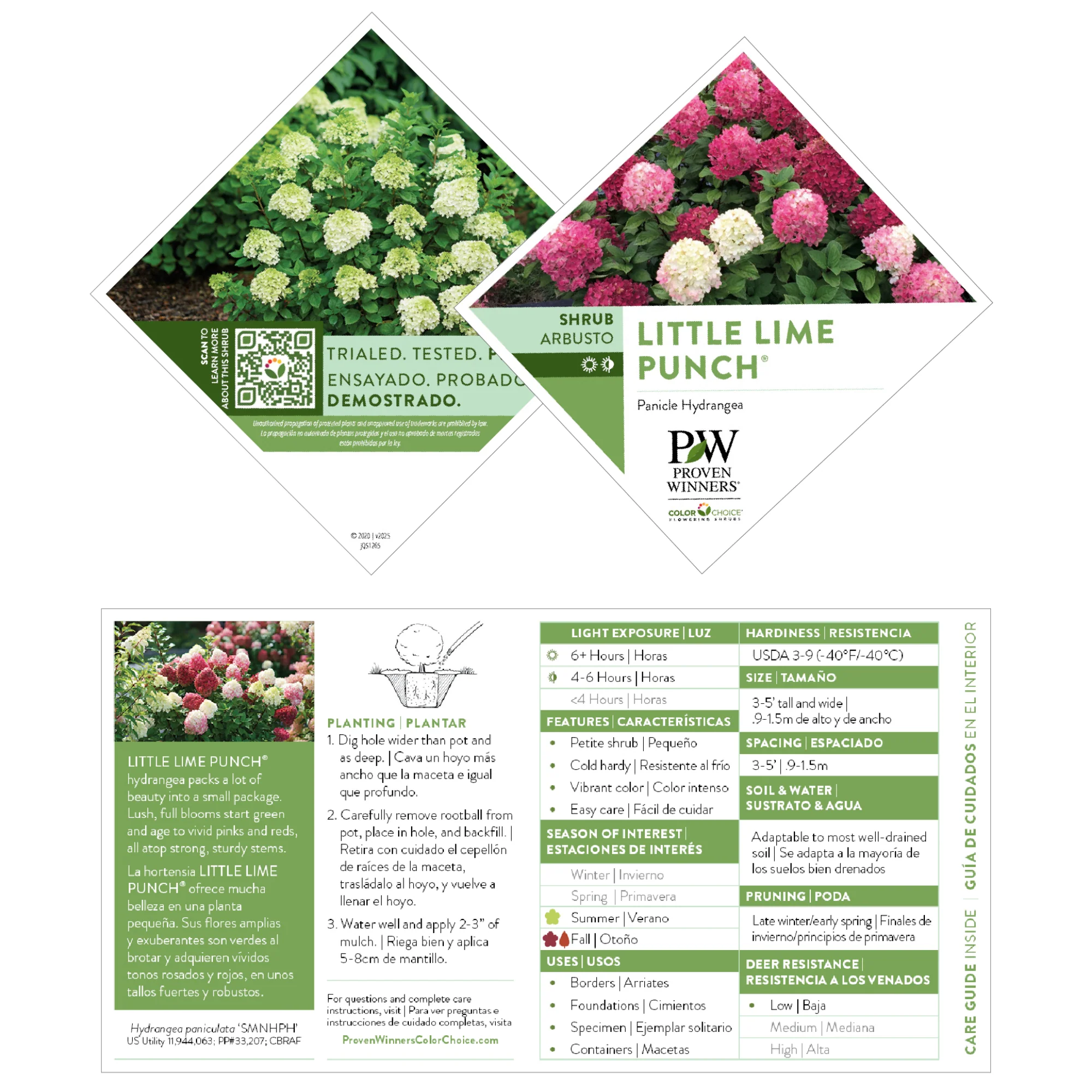 Little Lime Punch® Panicle Hydrangea (paniculata) - Image 8