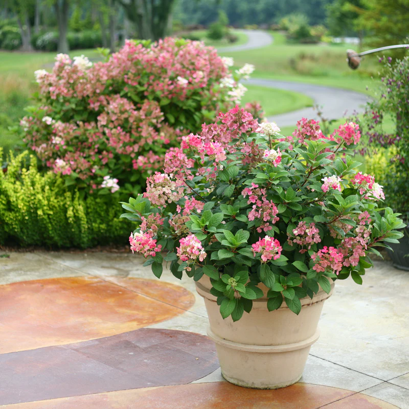 Little Quick Fire® Panicle Hydrangea (paniculata) - Image 3