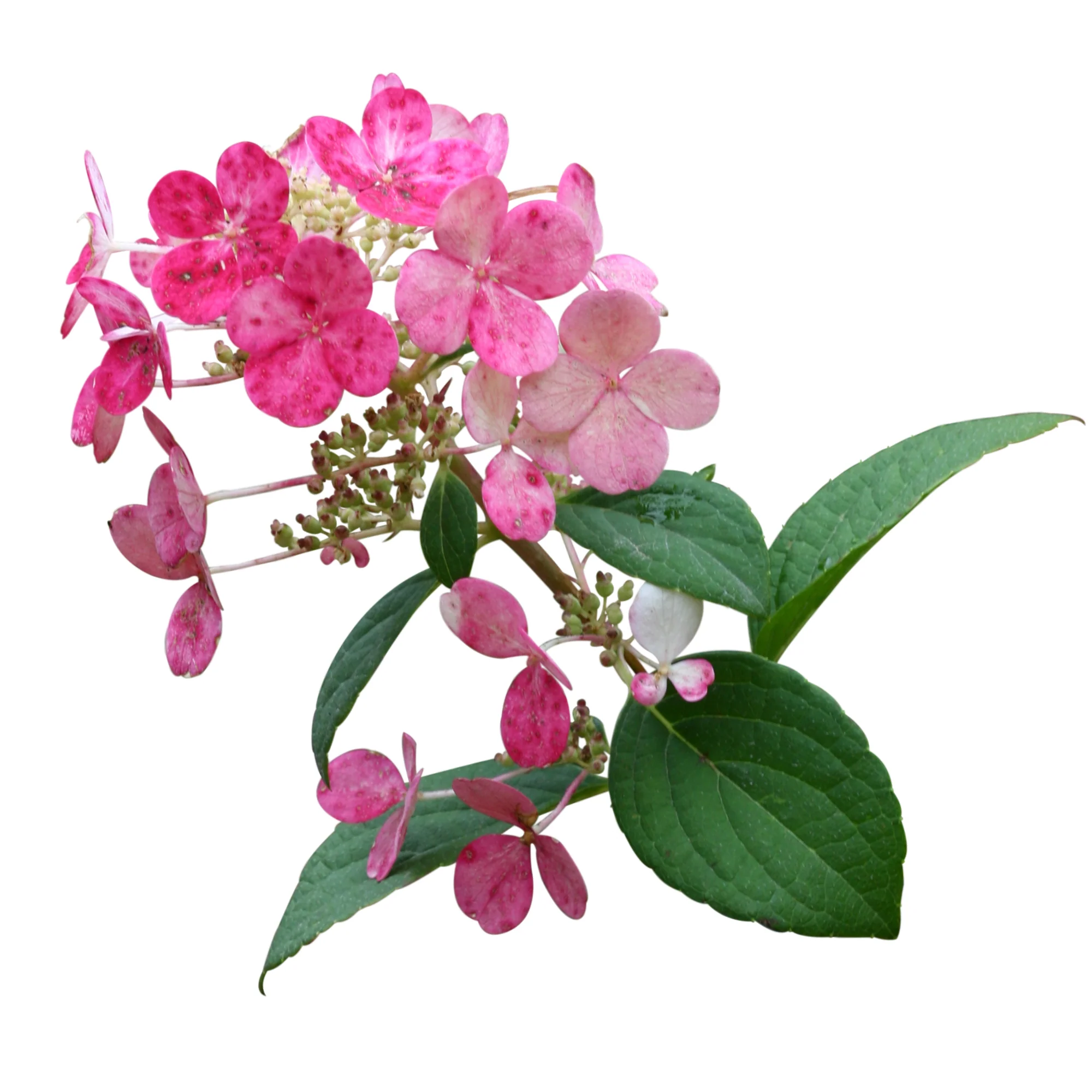 Little Quick Fire® Panicle Hydrangea (paniculata) - Image 5