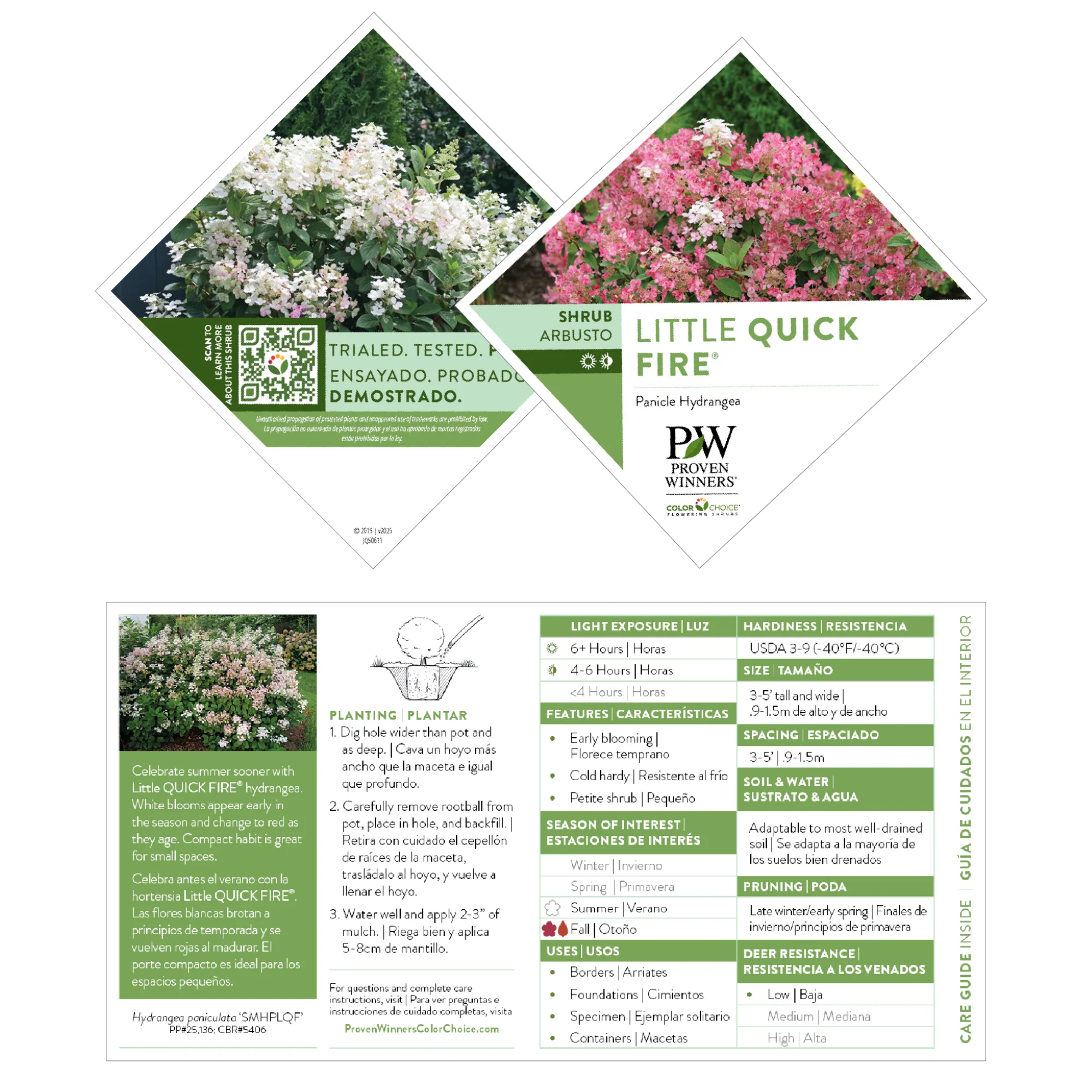 Little Quick Fire® Panicle Hydrangea (paniculata) - Image 7