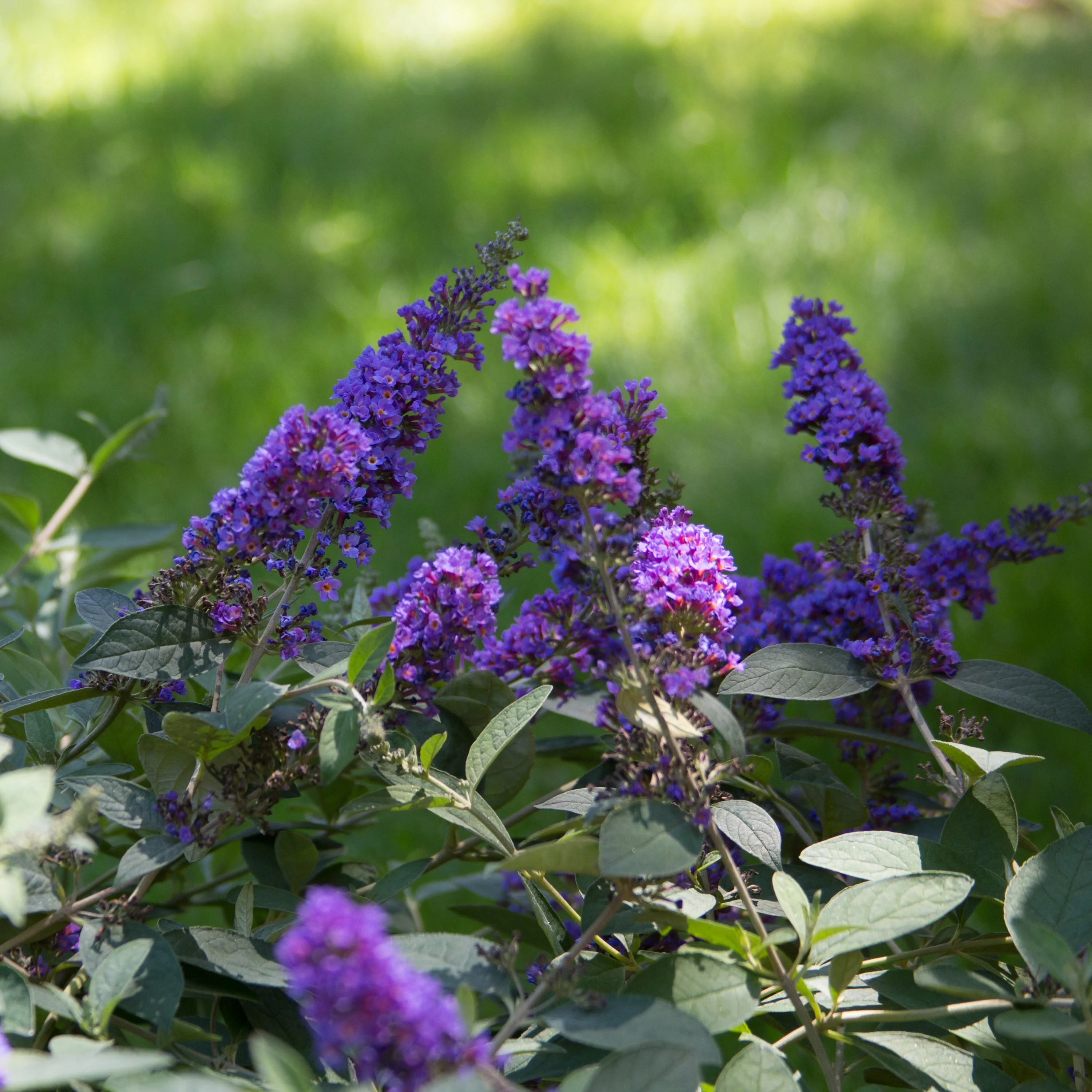 Lo & Behold® 'Blue Chip Jr.' Butterfly Bush (Buddleia x) - Image 4