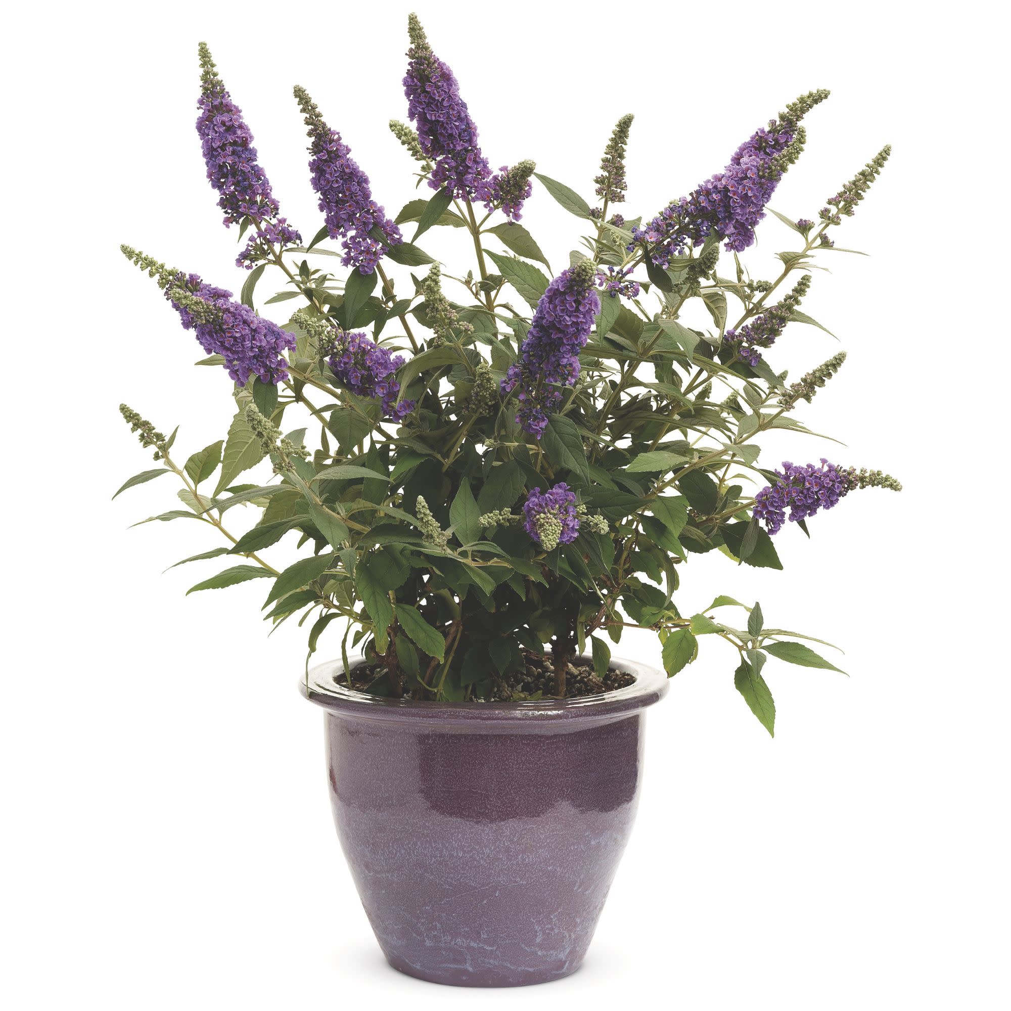 Lo & Behold® ‘Purple Haze’ Butterfly Bush (Buddleia x) - Image 5