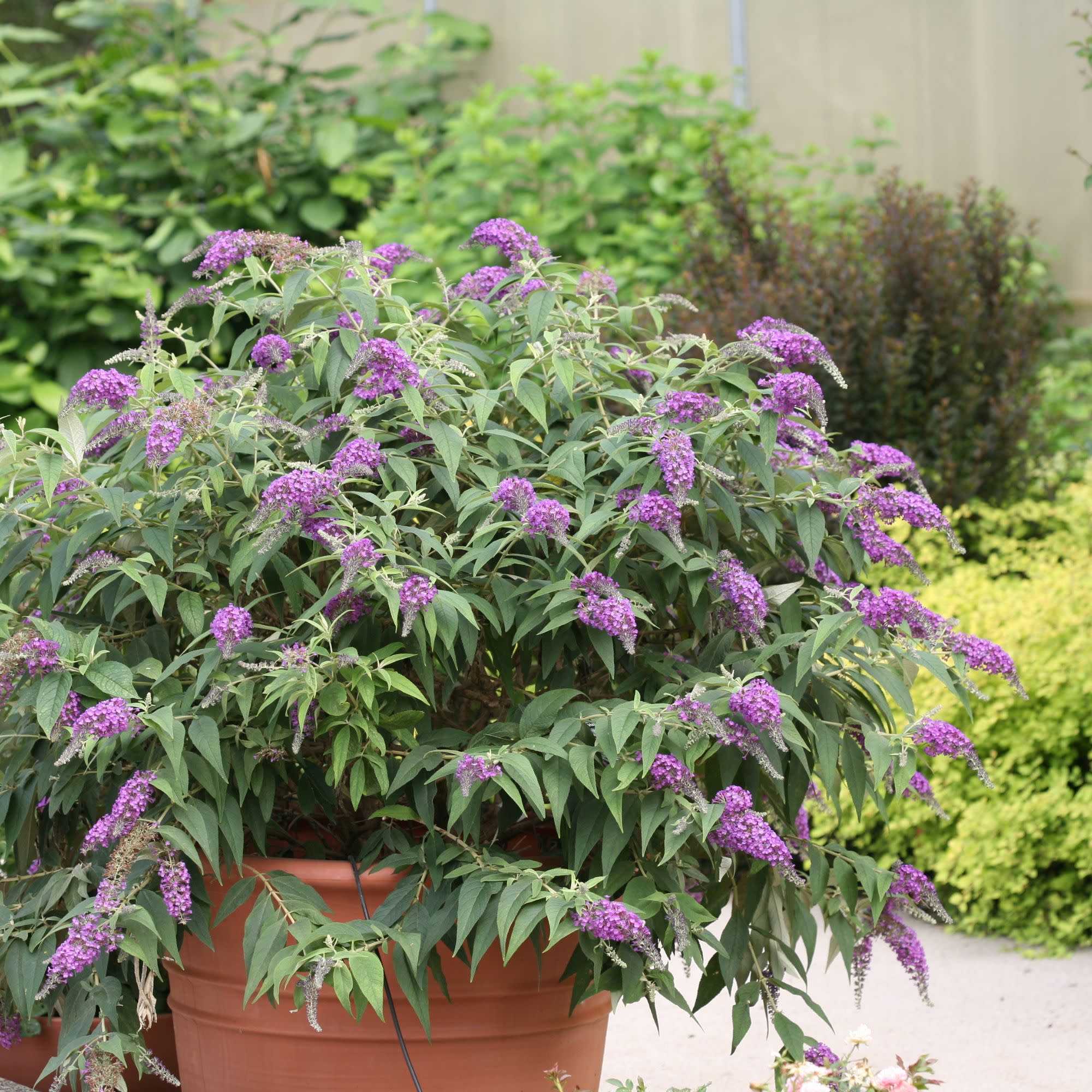 Lo & Behold® ‘Purple Haze’ Butterfly Bush (Buddleia x) - Image 6
